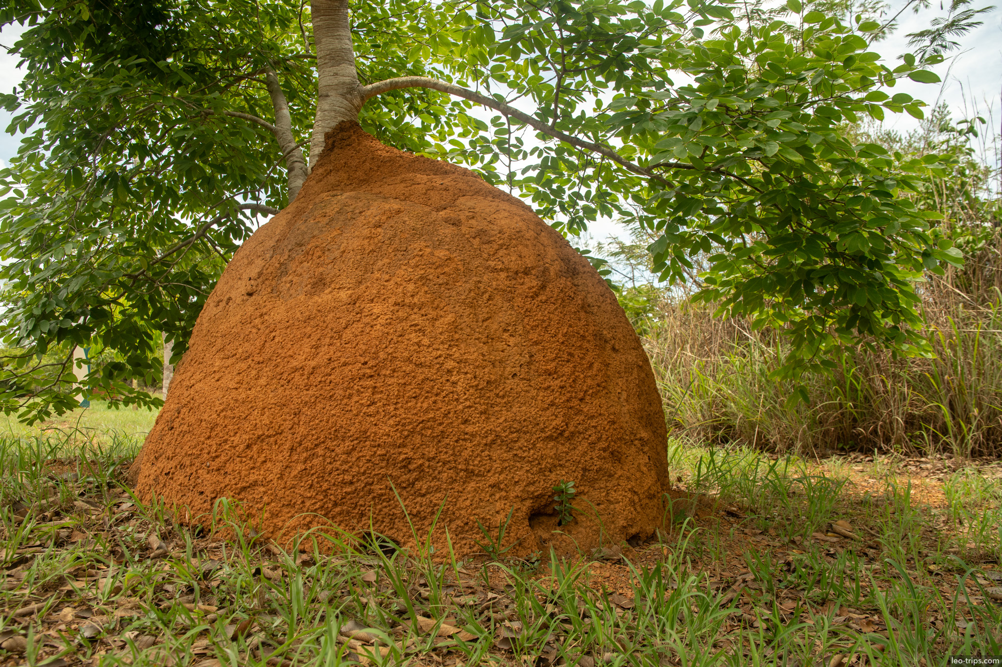 dome termite mound with tree growing through parque nacional de brasilia