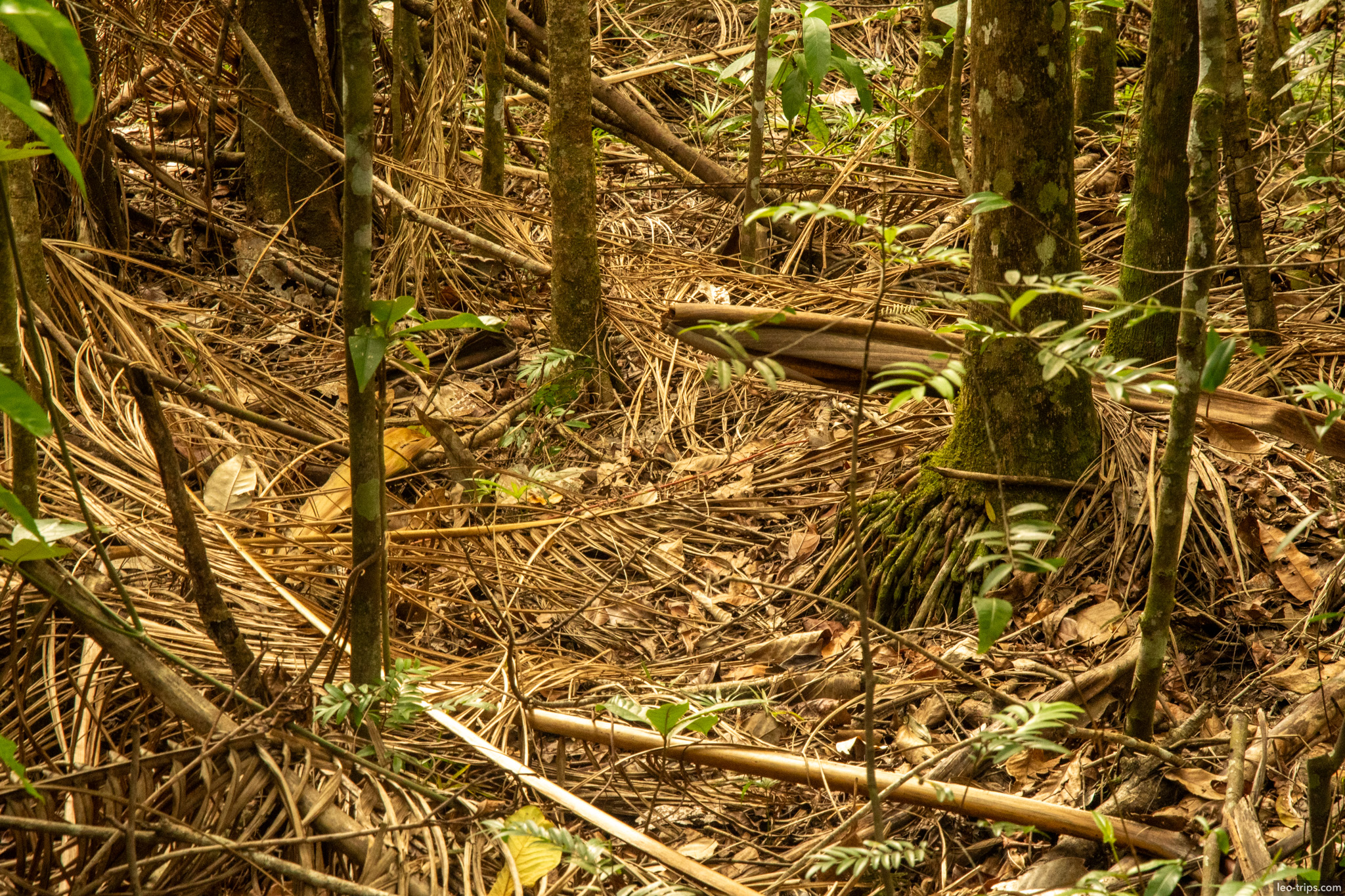 forest floor covered with dry palm fronds parque nacional de brasilia