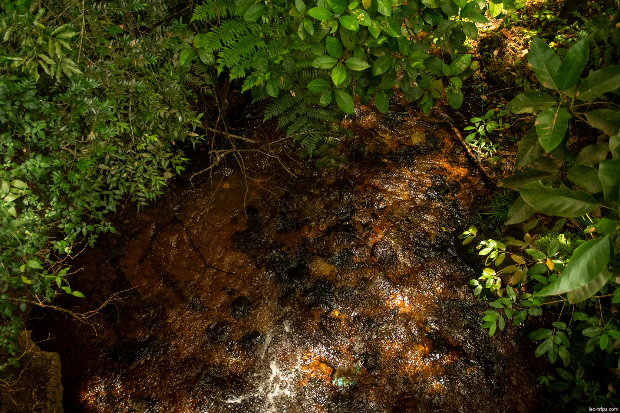 forest stream over iron rich rocks parque nacional de brasilia