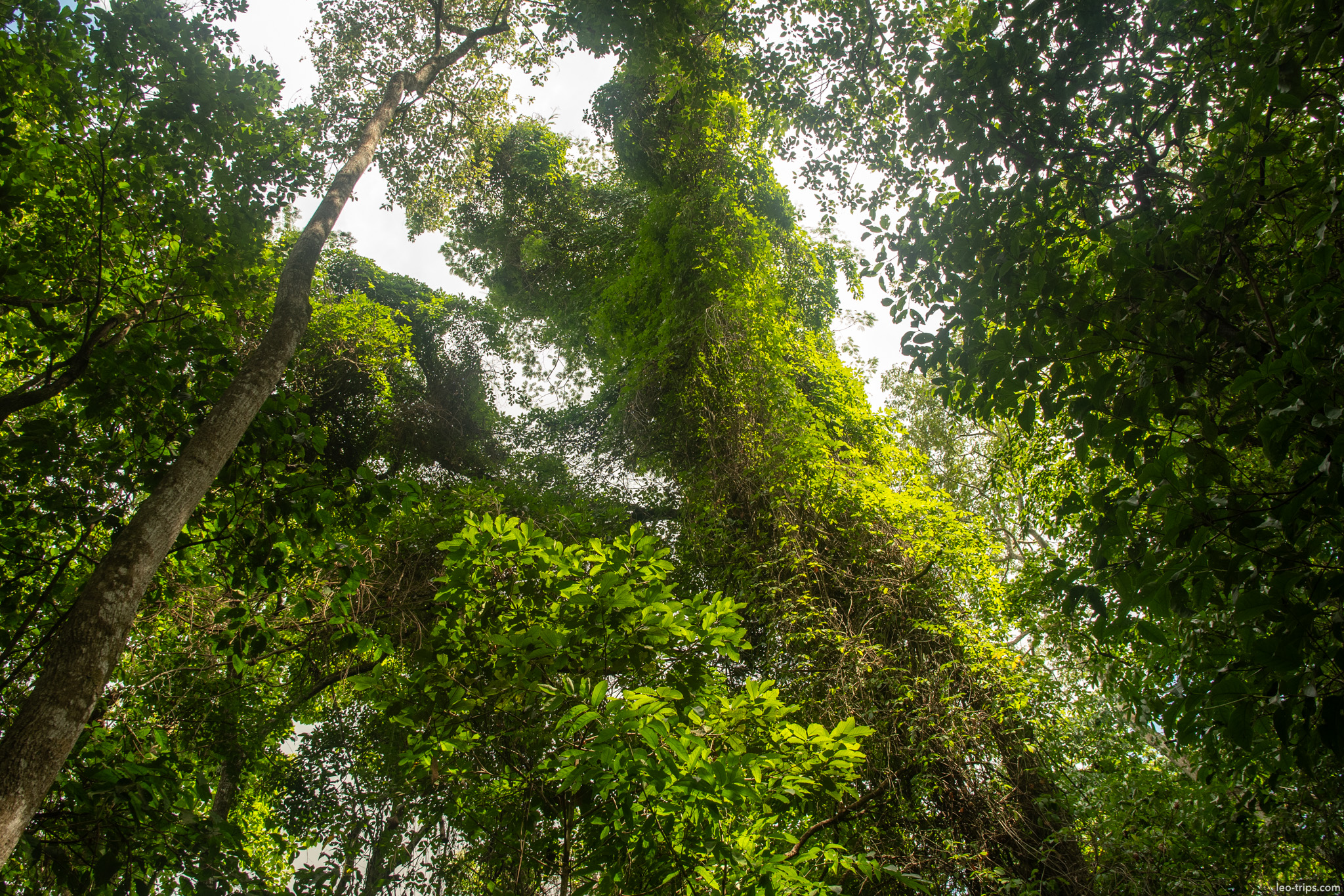 gallery forest canopy with vines looking up parque nacional de brasilia