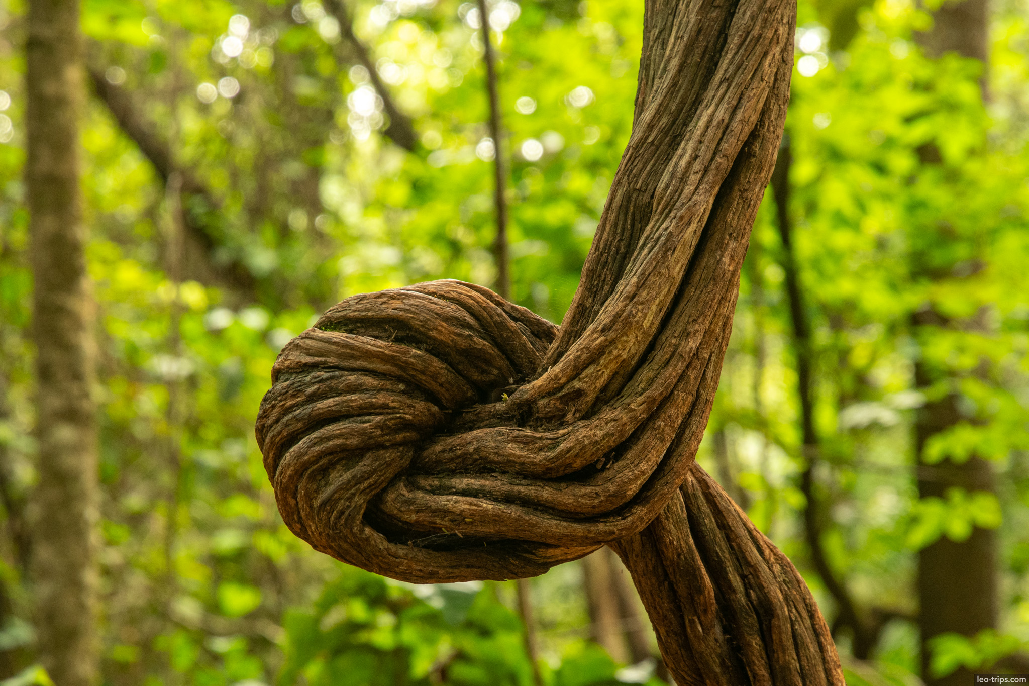 knotted liana vine closeup parque nacional de brasilia