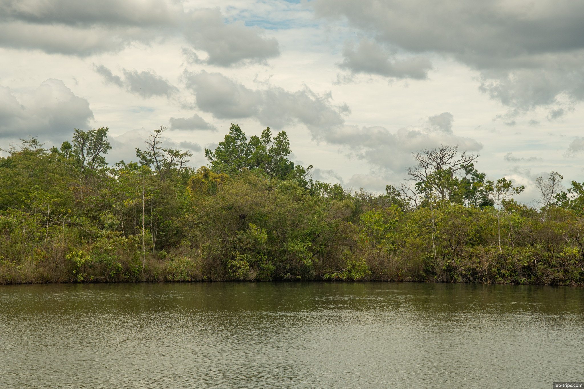 lake shore with dense vegetation parque nacional de brasilia