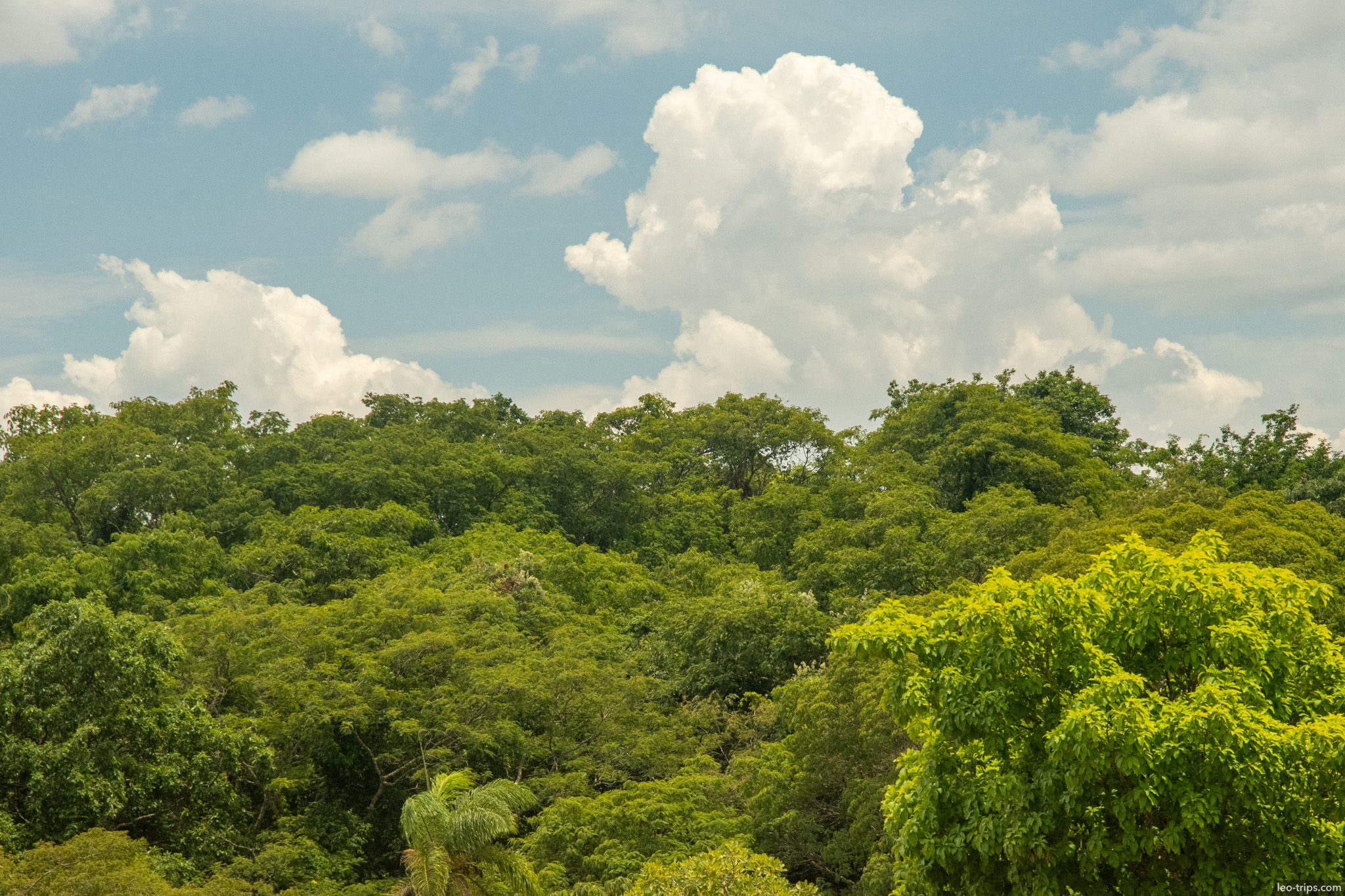 lush gallery forest canopy cumulus clouds parque nacional de brasilia