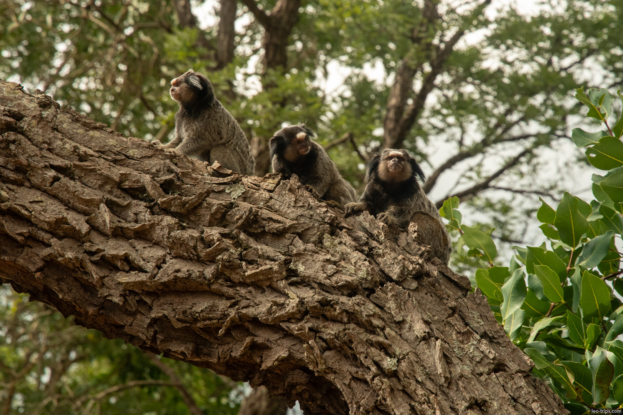 marmoset family on branch parque nacional de brasilia