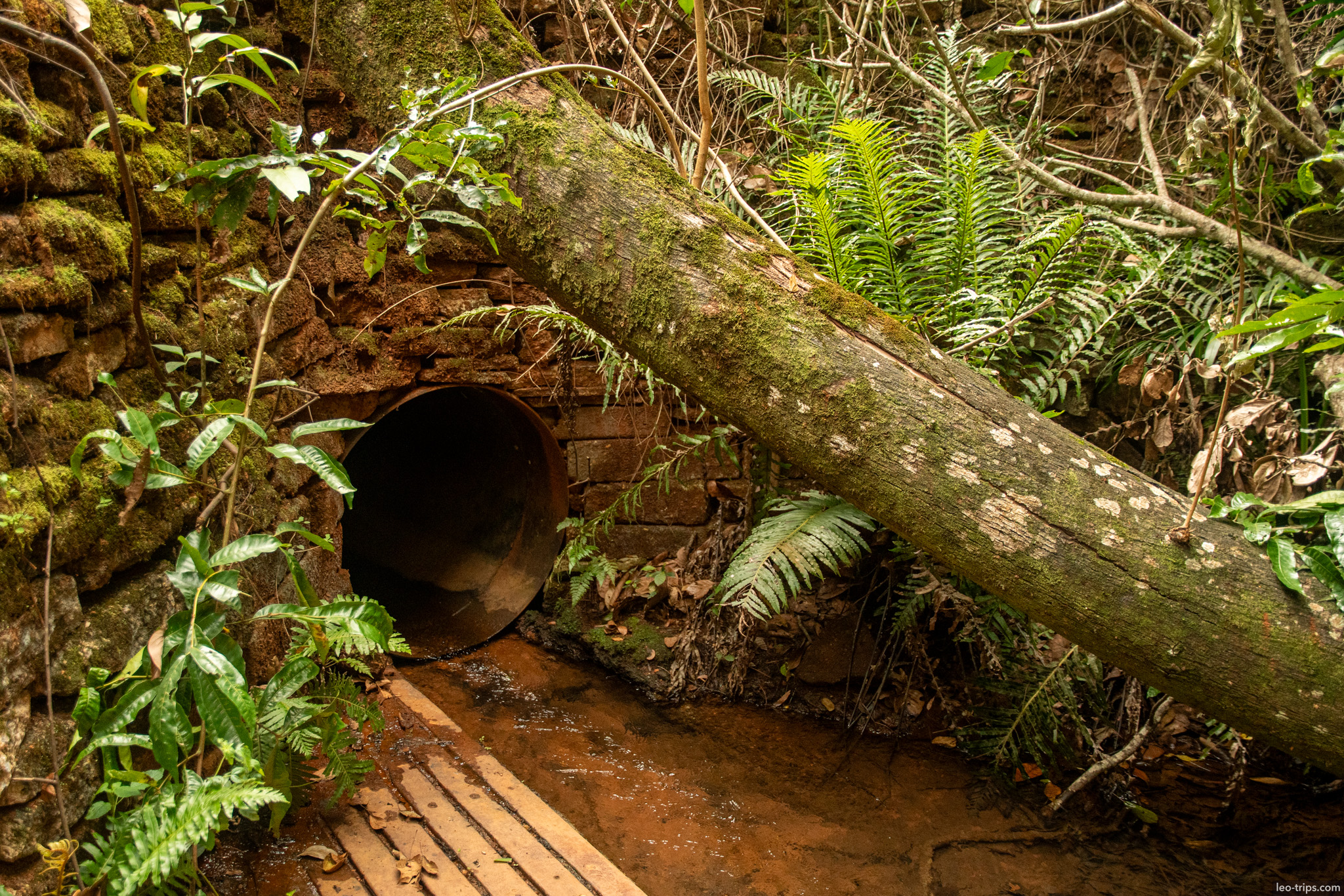 old culvert pipe and fallen mossy log parque nacional de brasilia