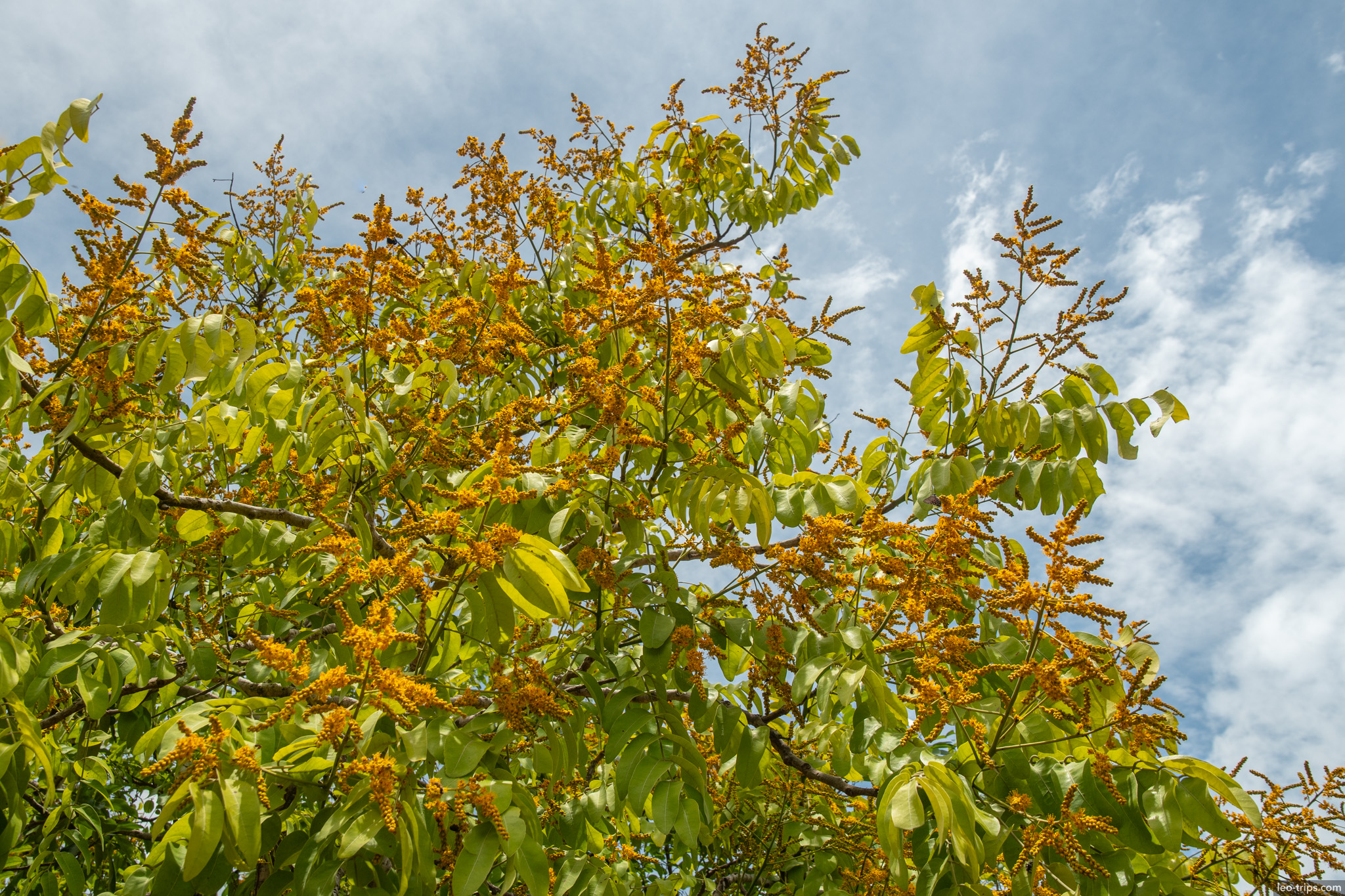 orange flowering tree canopy cerrado parque nacional de brasilia