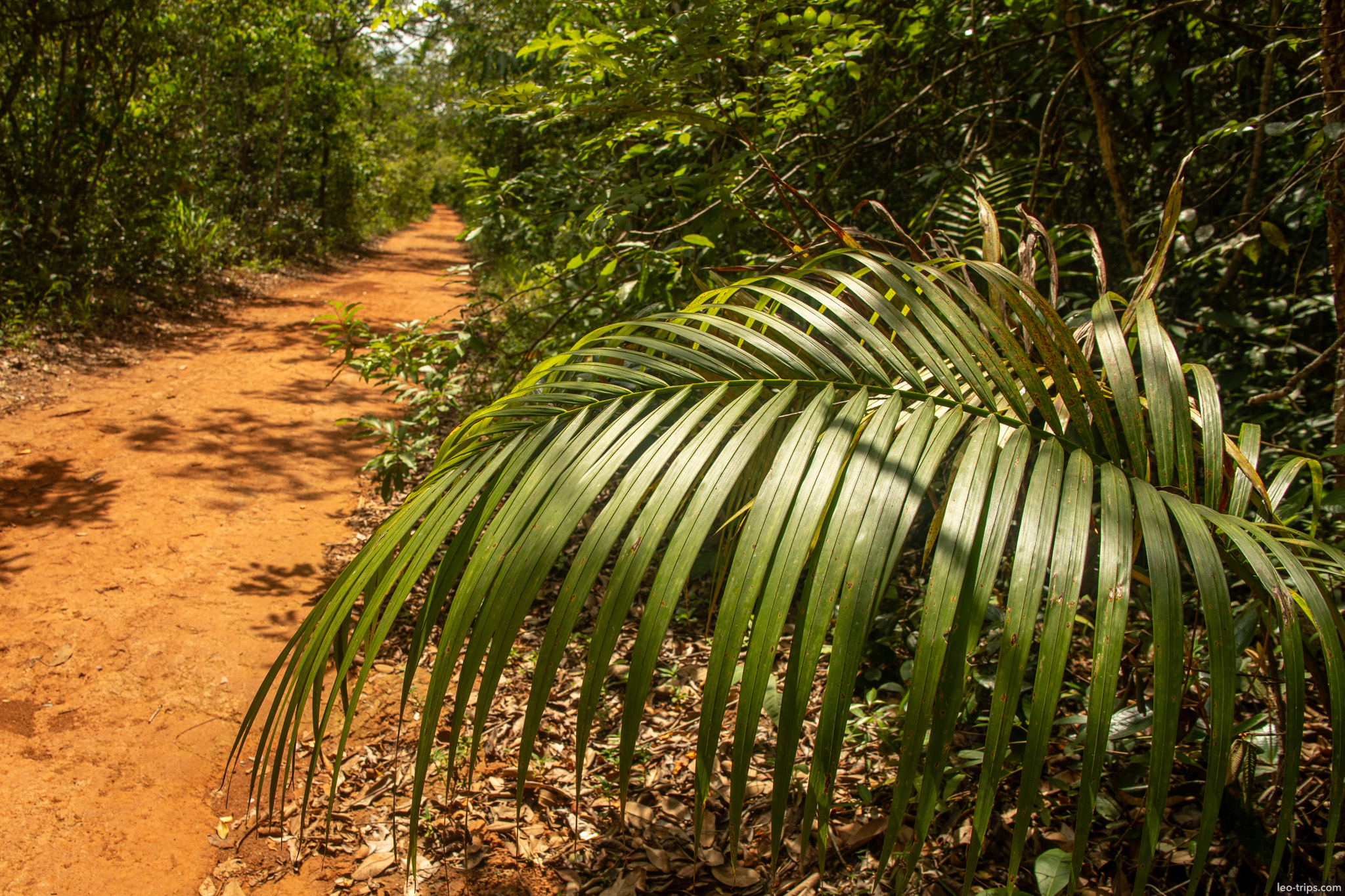 palm frond beside forest trail parque nacional de brasilia