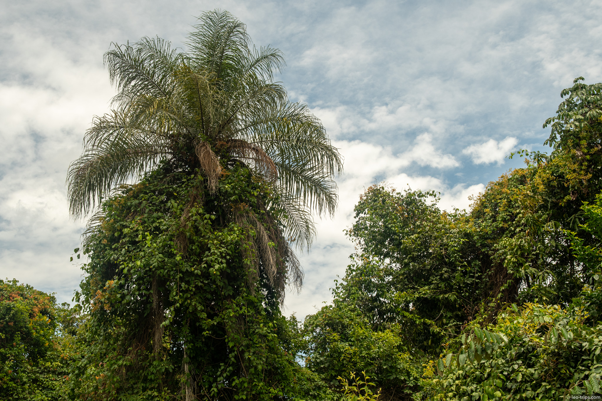 palm tree covered in vines gallery forest parque nacional de brasilia