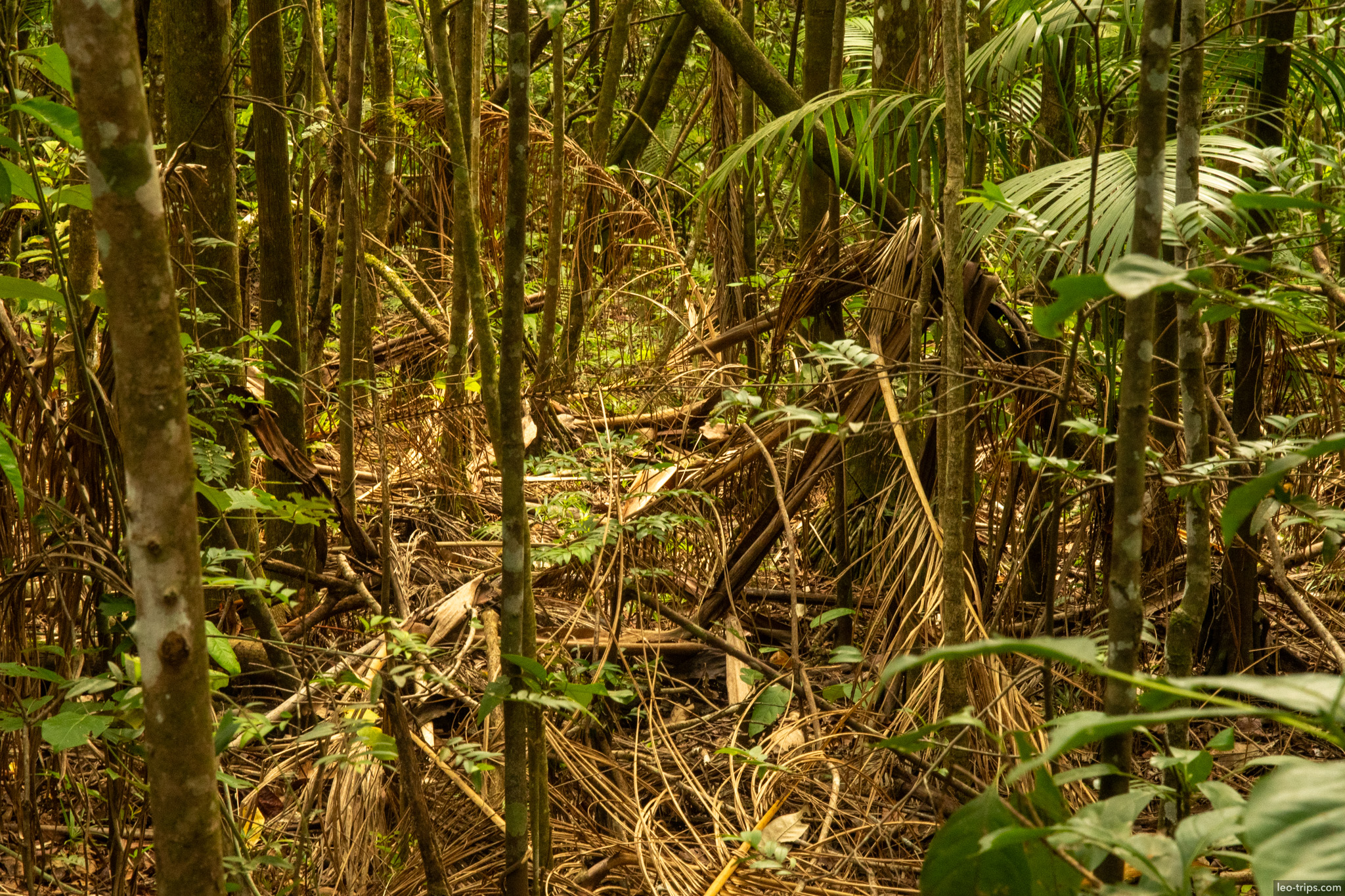 palm understory with fallen fronds gallery forest parque nacional de brasilia