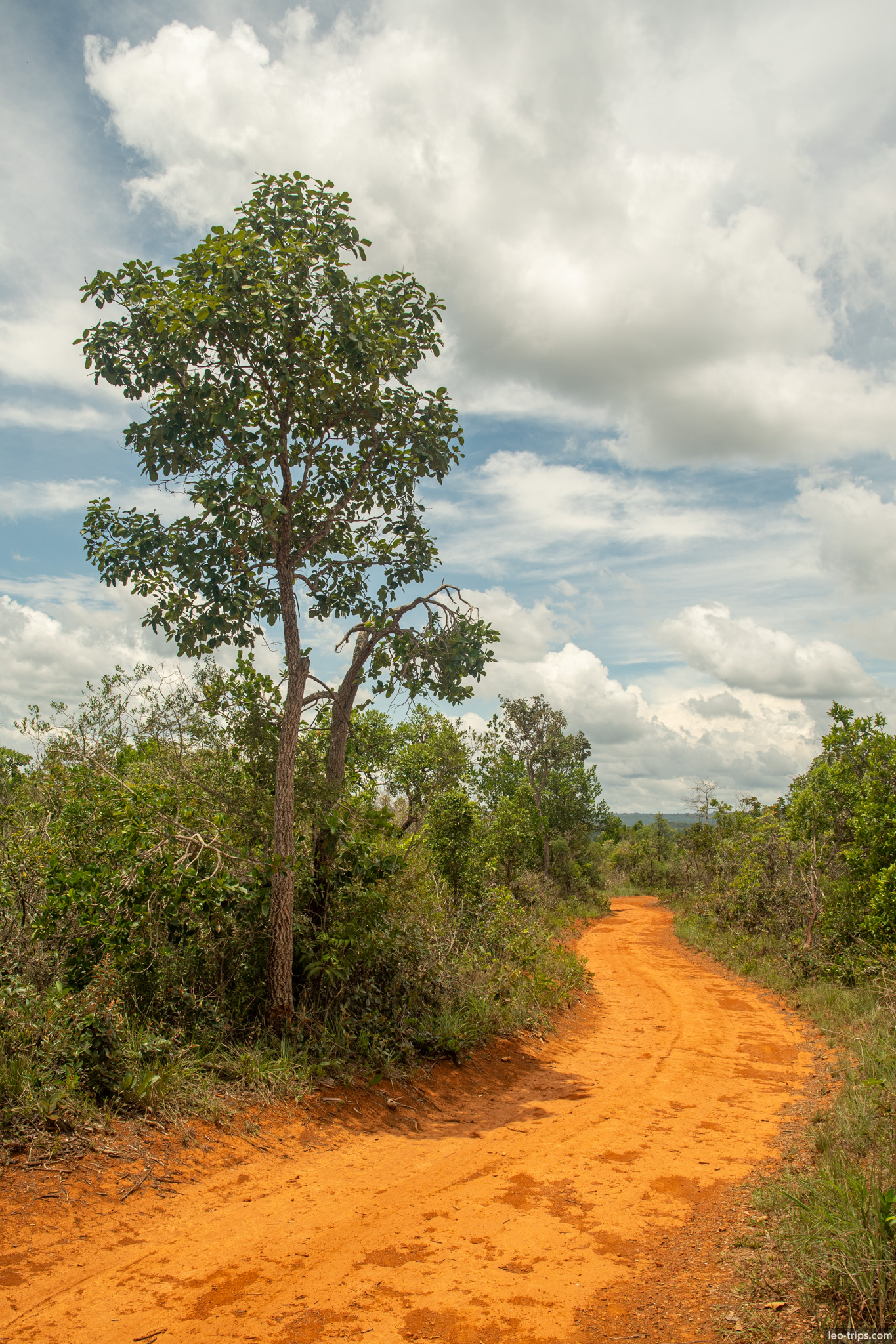 red dirt road lone tree cerrado vertical parque nacional de brasilia