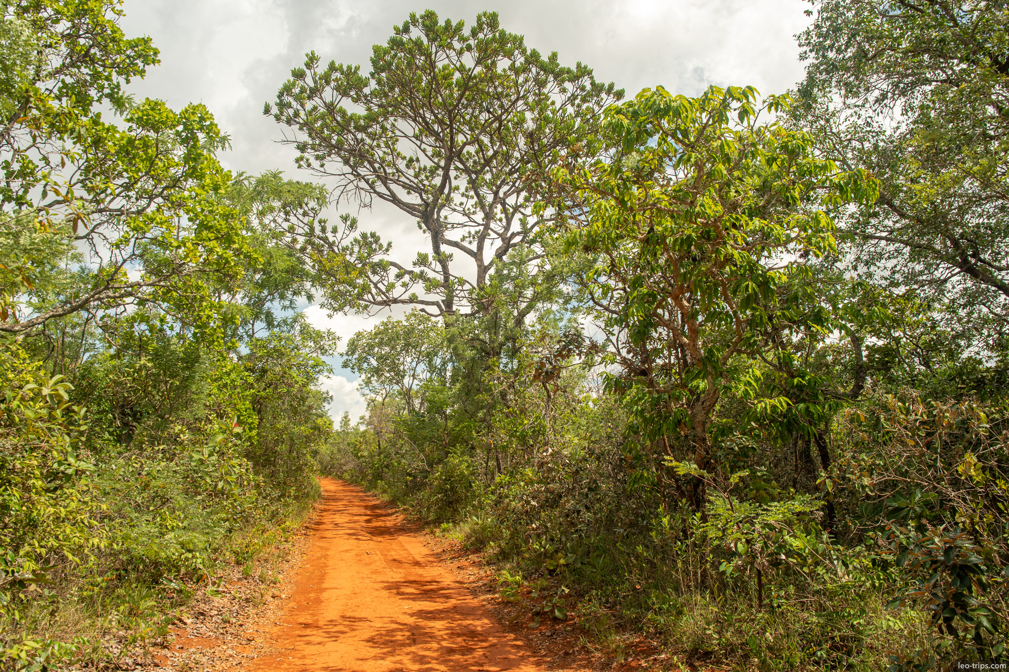 red dirt road tall cerrado trees parque nacional de brasilia