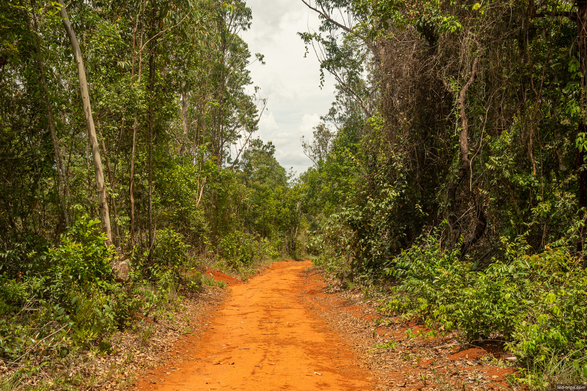 red dirt road through dense woodland parque nacional de brasilia