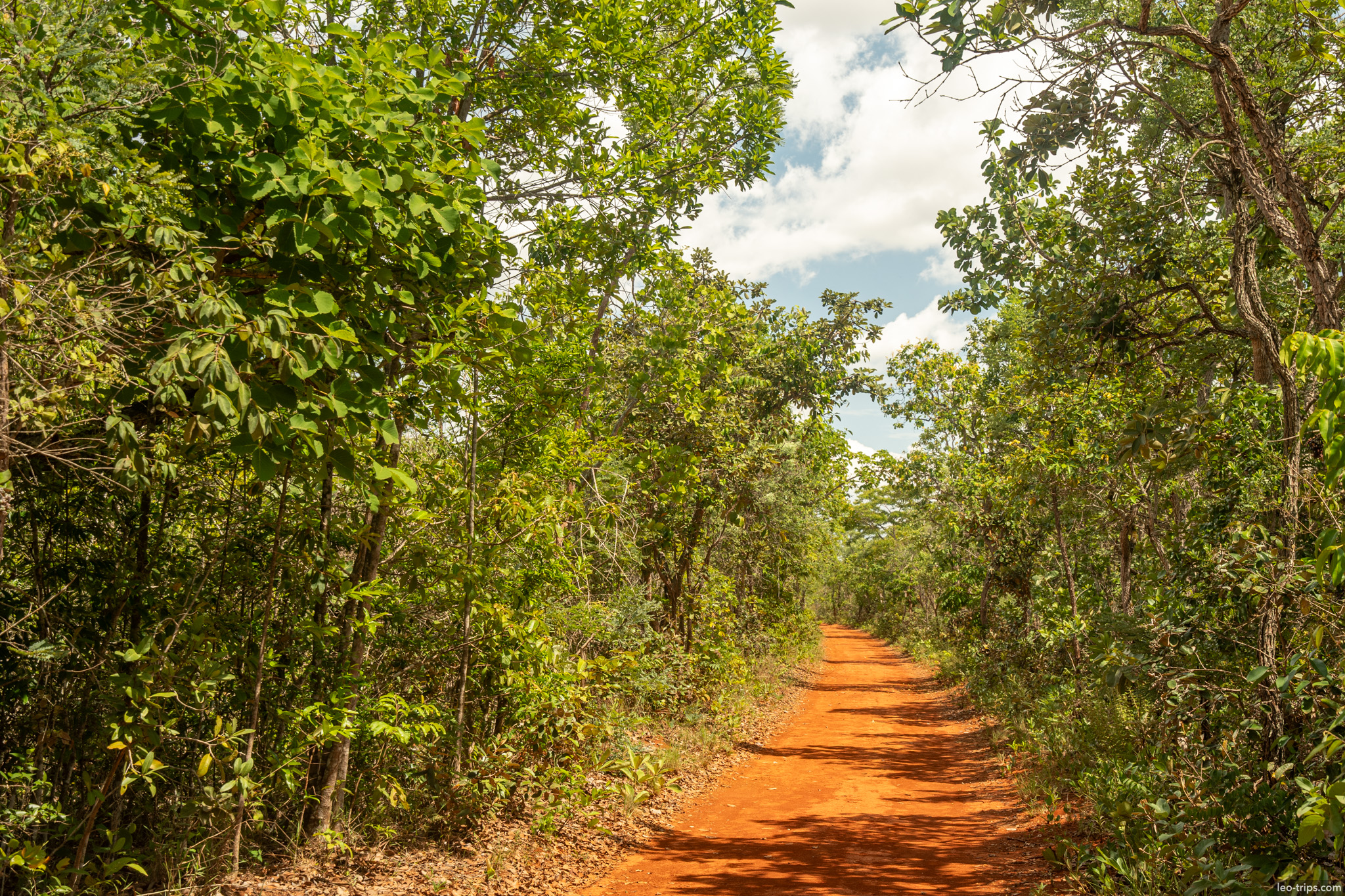 red dirt road tree tunnel cerrado parque nacional de brasilia