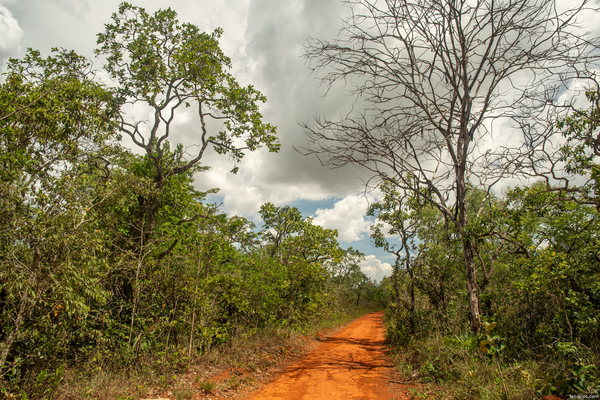 red dirt road with leafless tree storm clouds parque nacional de brasilia