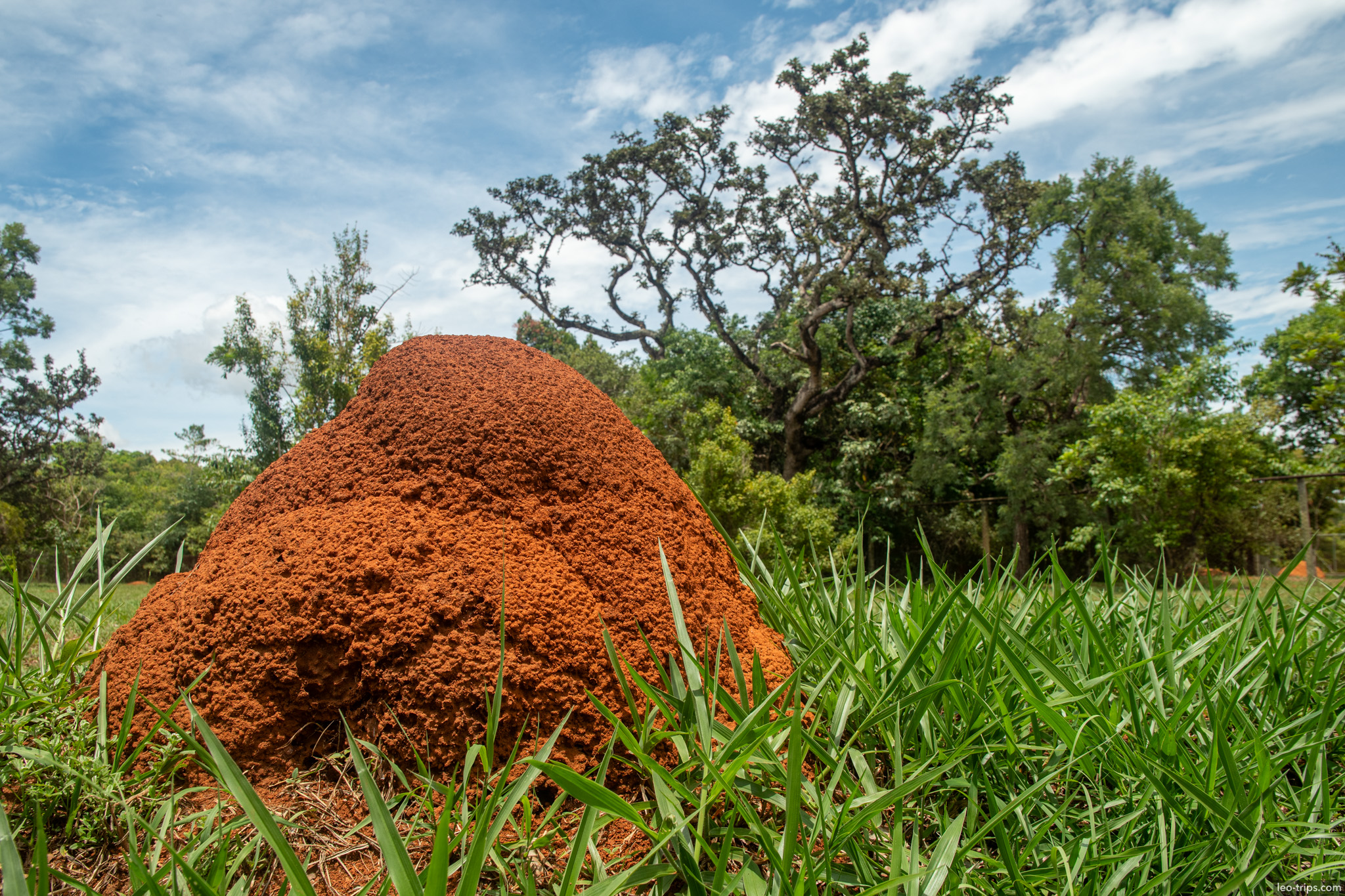 red termite mound twisted cerrado tree parque nacional de brasilia