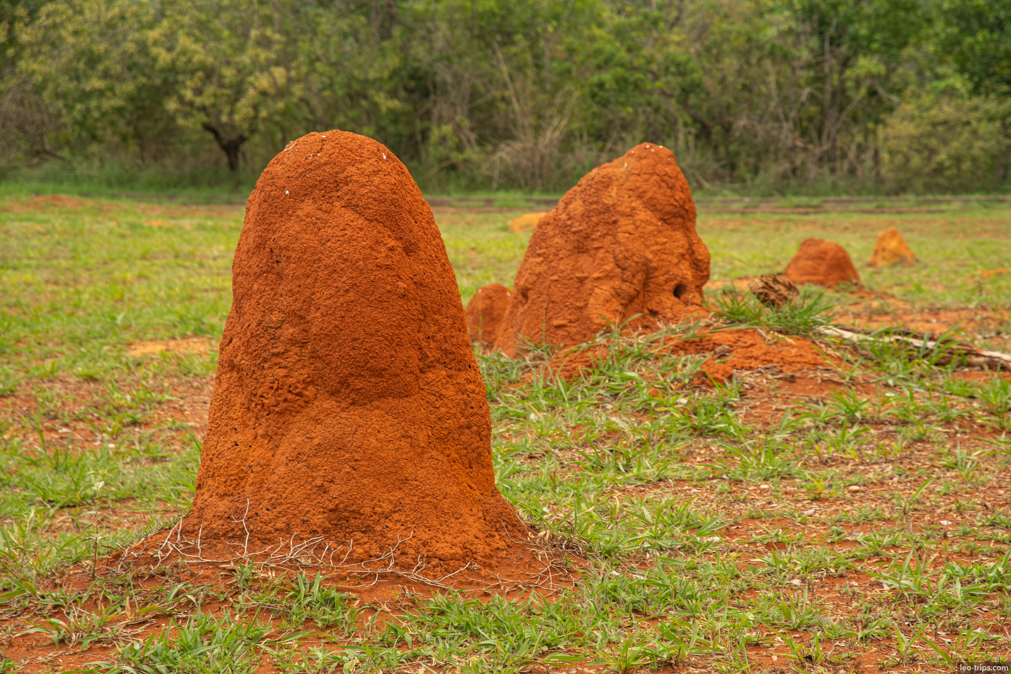 row of red termite mounds grassland parque nacional de brasilia