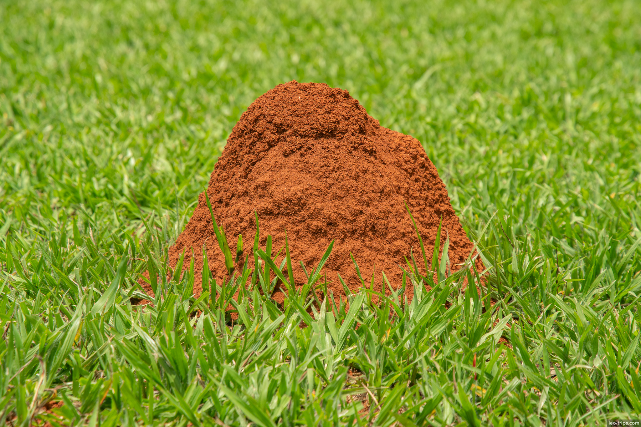 small termite mound on green lawn parque nacional de brasilia