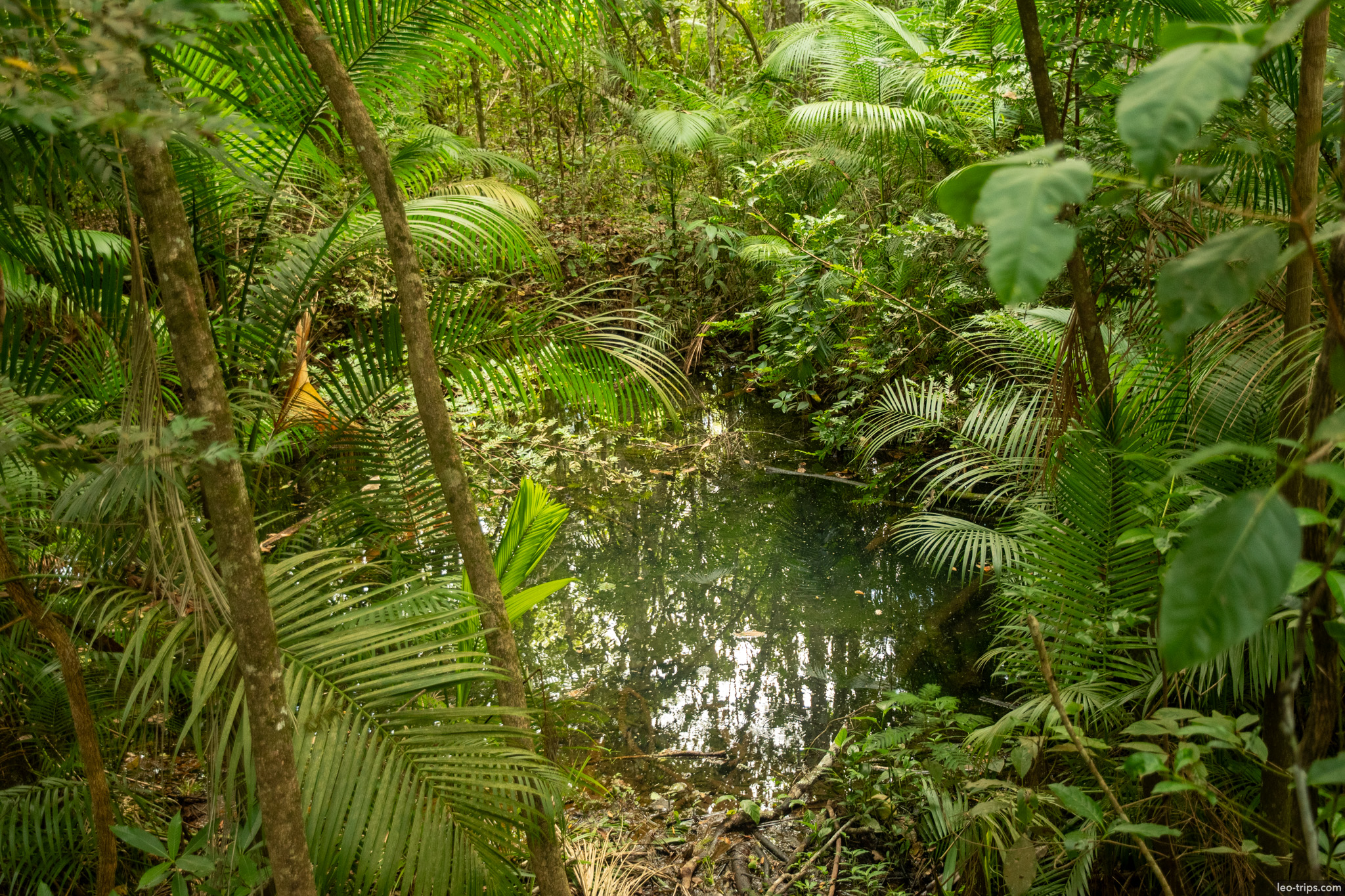 spring pool among palms gallery forest parque nacional de brasilia