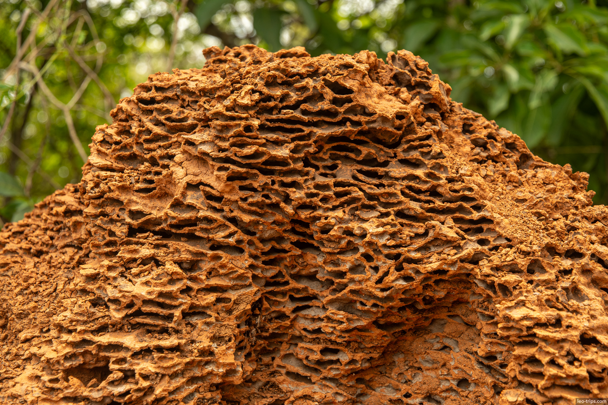 termite mound honeycomb galleries closeup parque nacional de brasilia