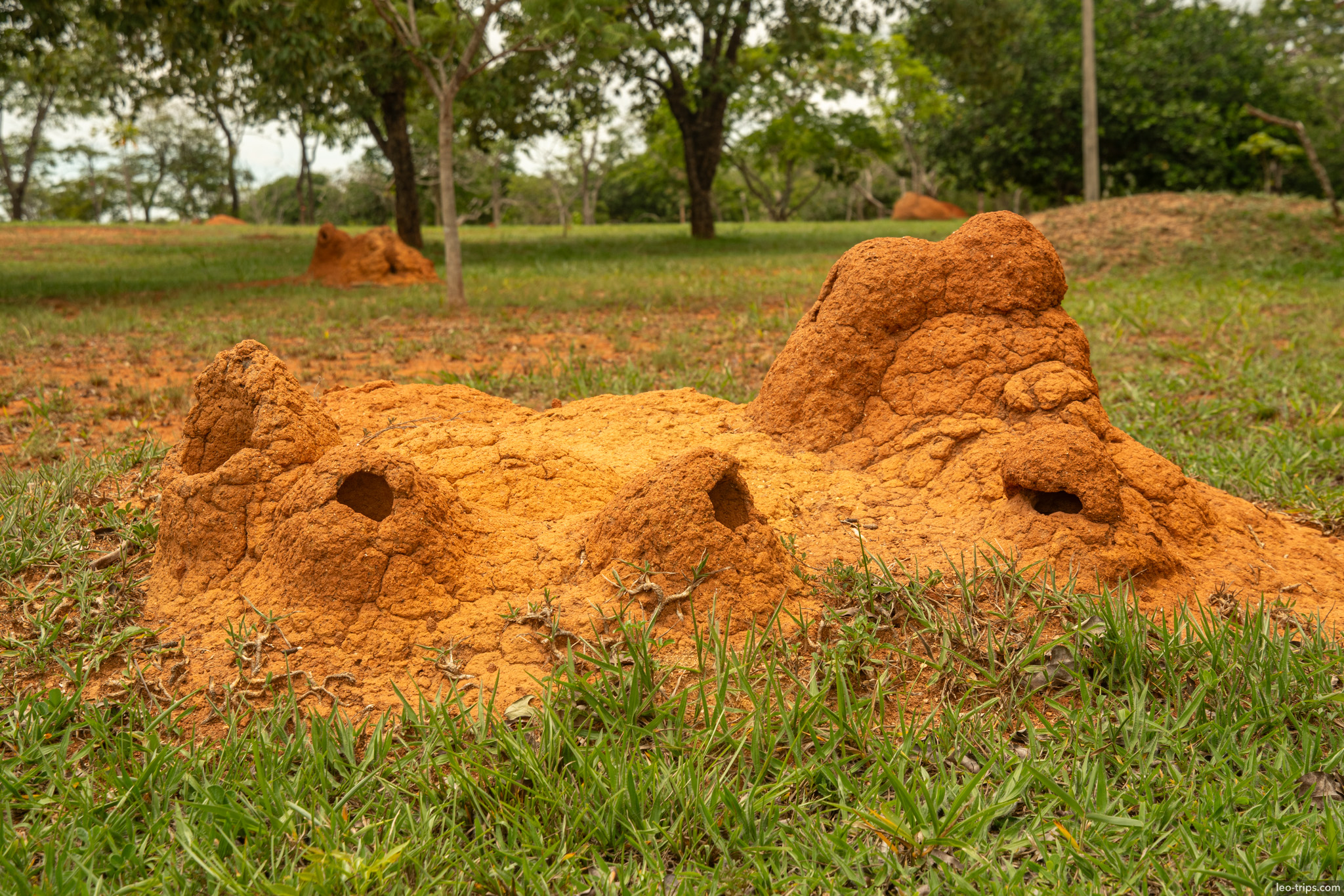 termite mound with entrance holes field parque nacional de brasilia