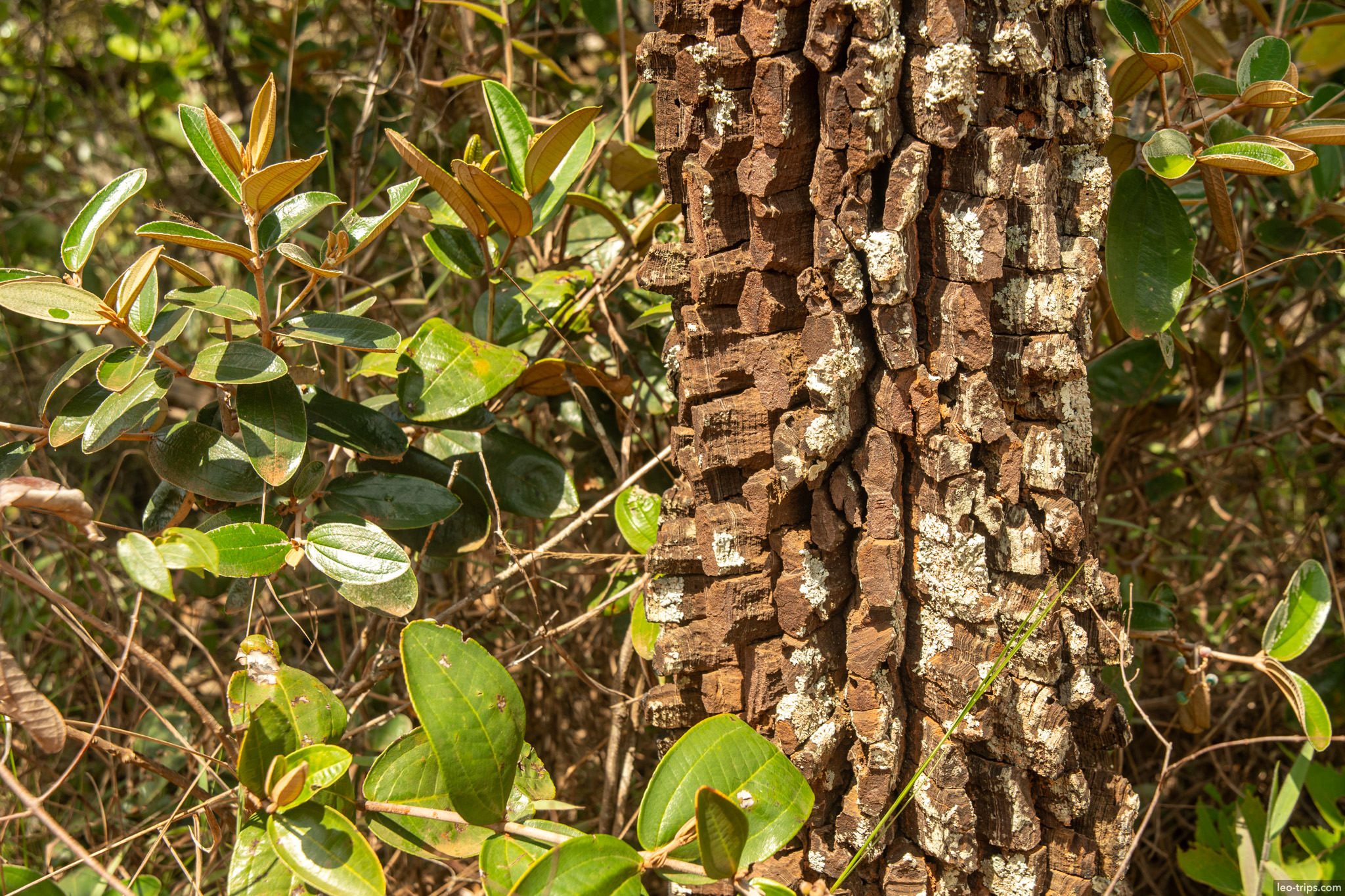 thick corky bark trunk closeup parque nacional de brasilia