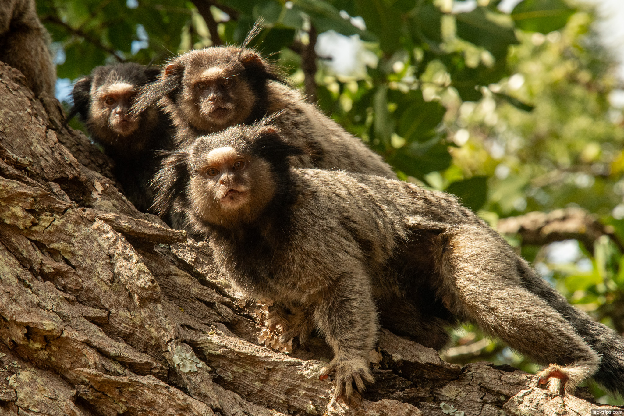 three black tufted marmosets on tree trunk parque nacional de brasilia