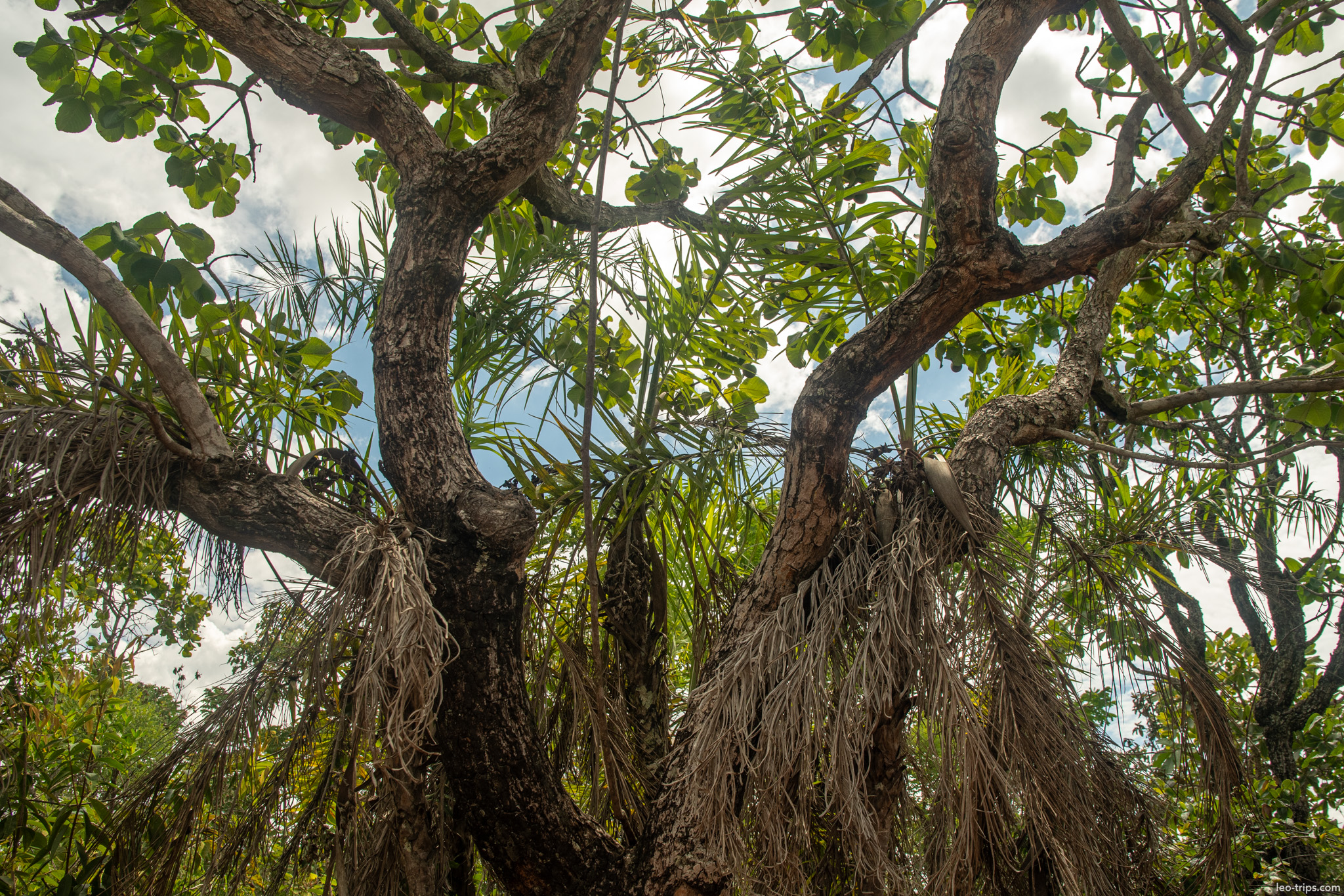 tree branches intertwined with palm fronds parque nacional de brasilia
