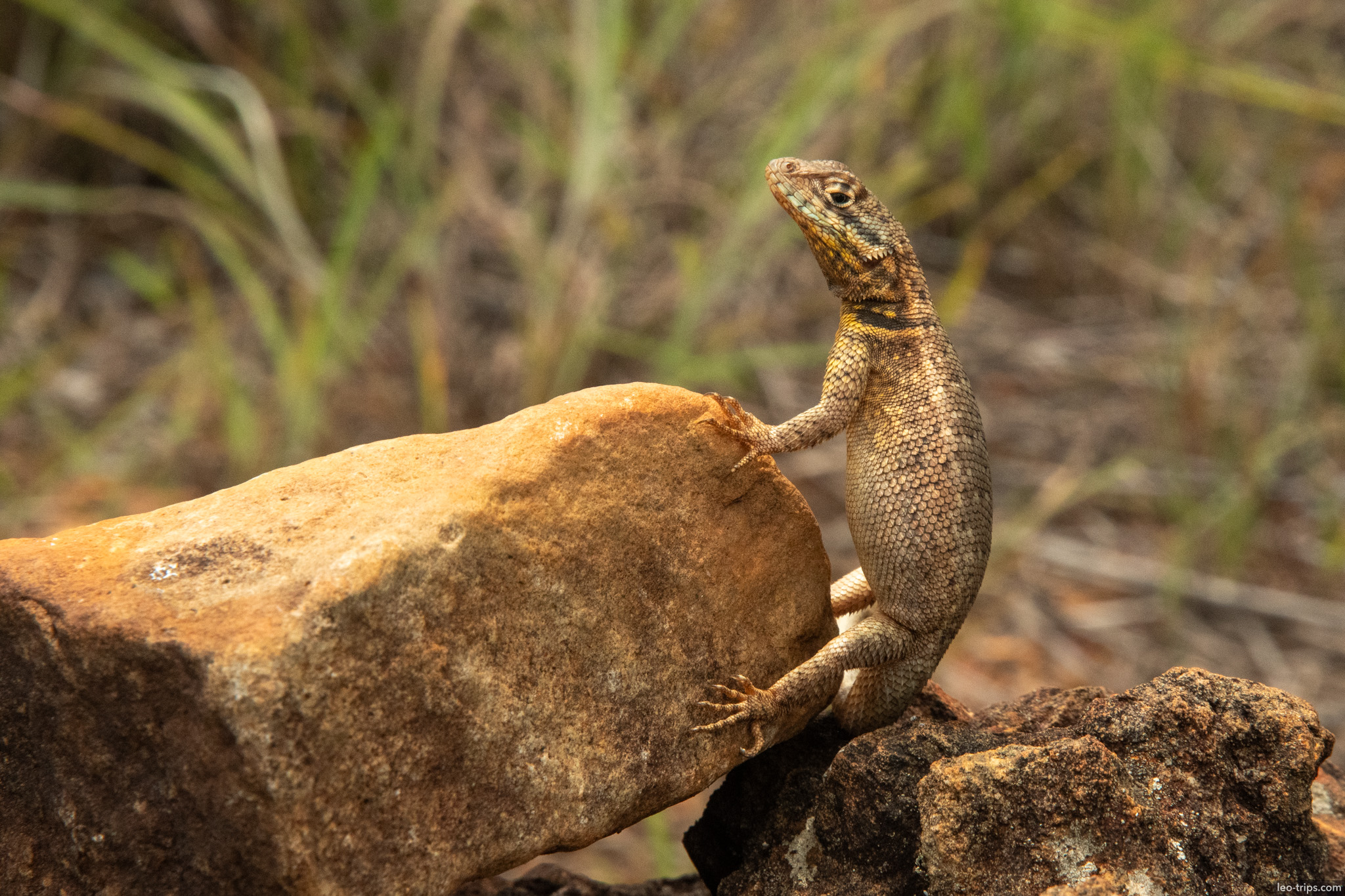 tropidurus lizard on rock parque nacional de brasilia
