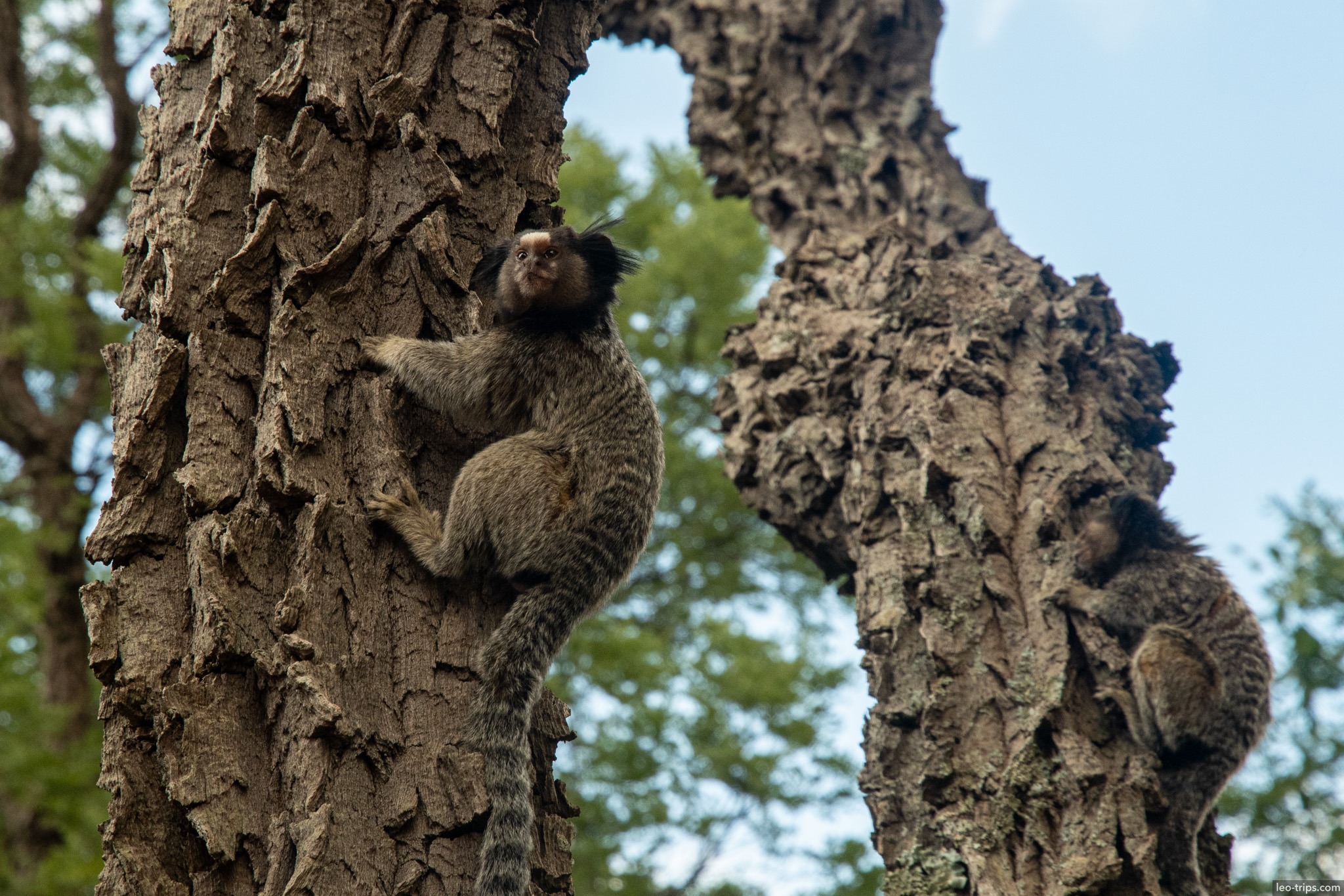 two black tufted marmosets climbing tree parque nacional de brasilia