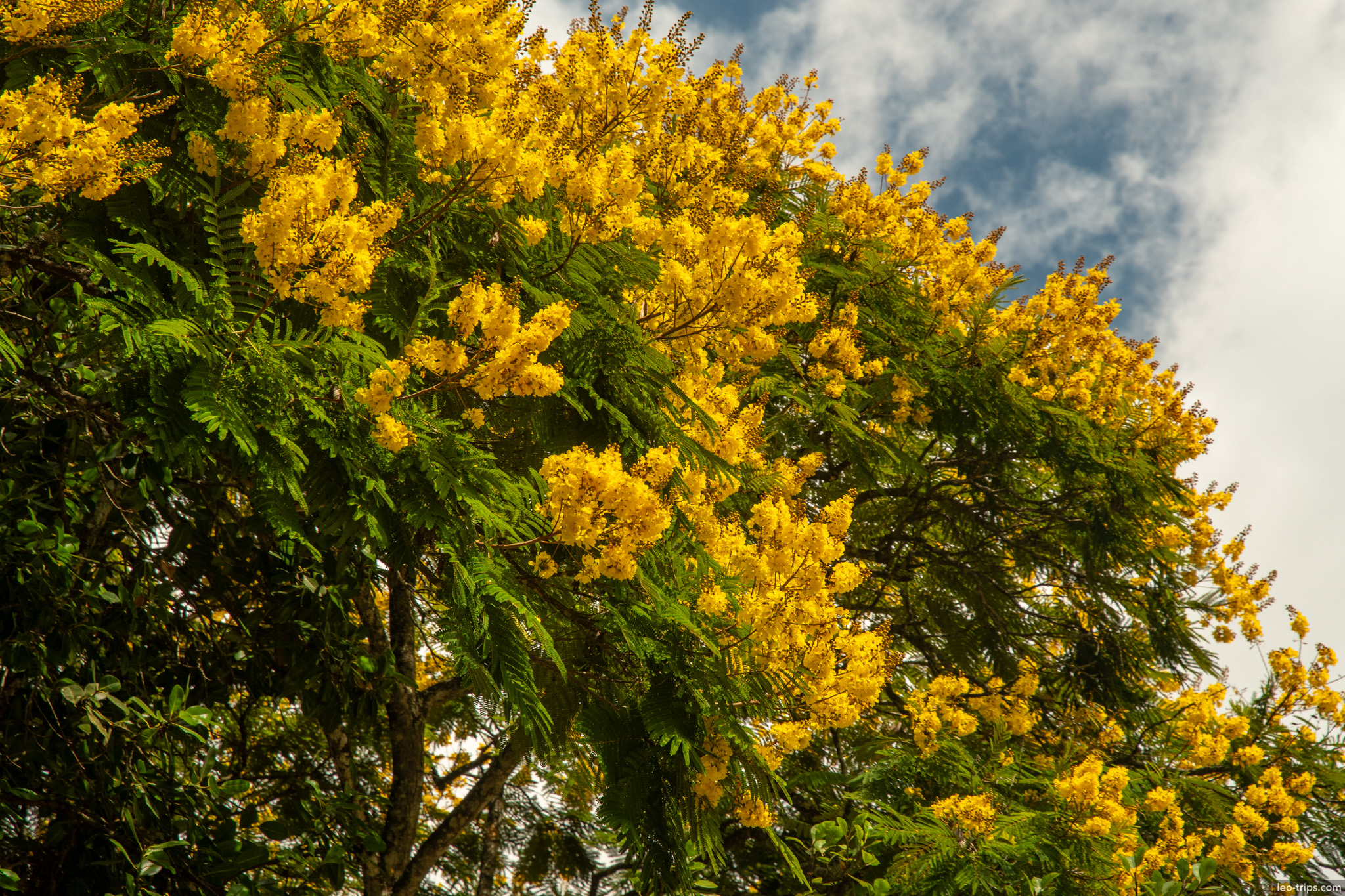 yellow flowering canafistula tree parque nacional de brasilia