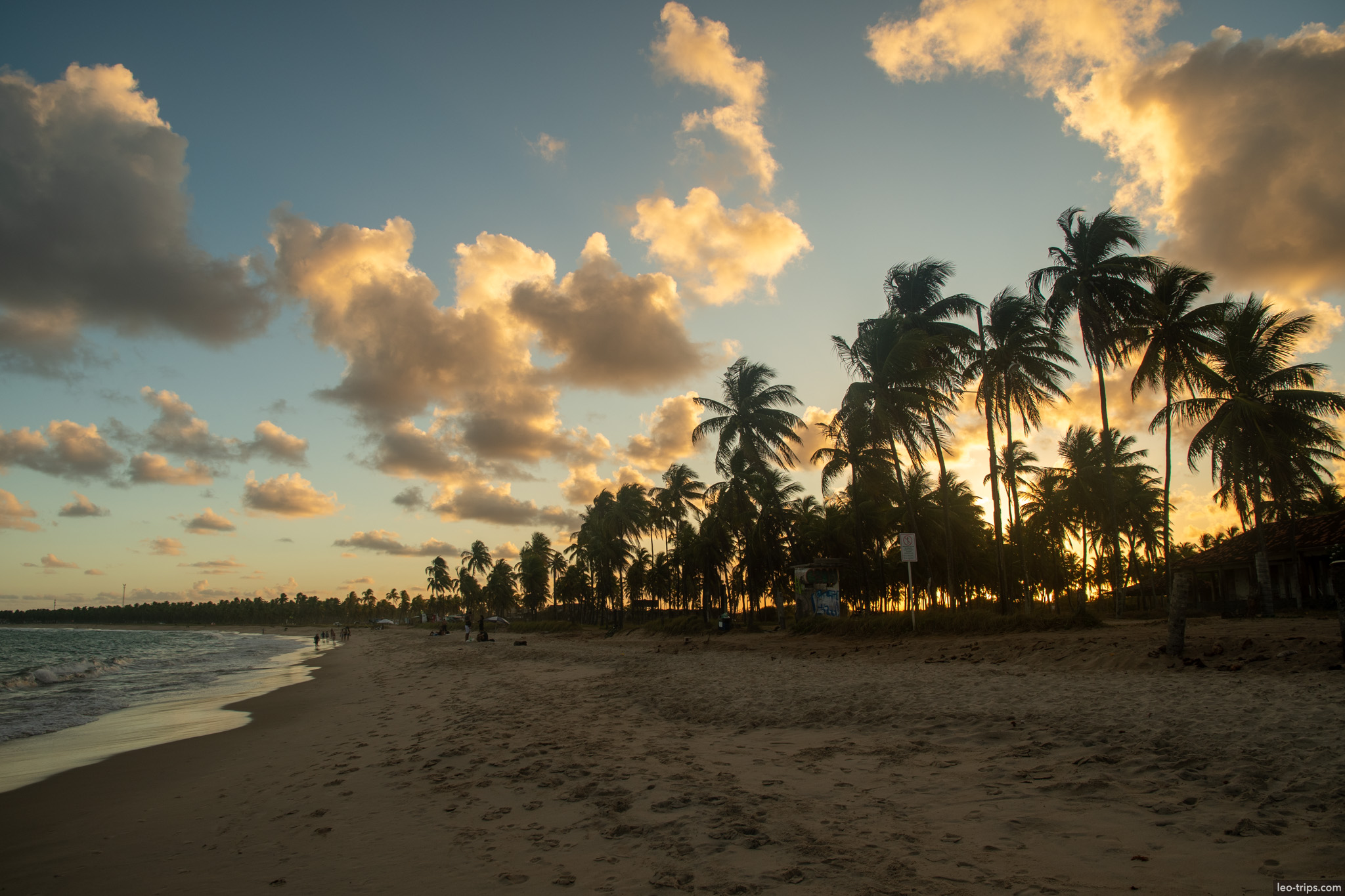 beach palms silhouetted golden sunset clouds porto de galinhas