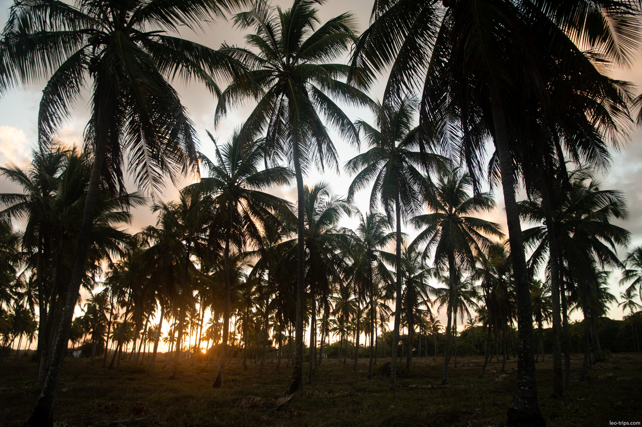 coconut palm grove backlit by sunset porto de galinhas