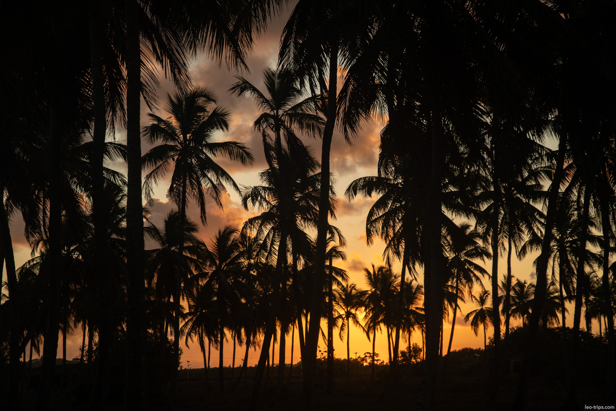 coconut palm silhouettes orange dusk sky porto de galinhas