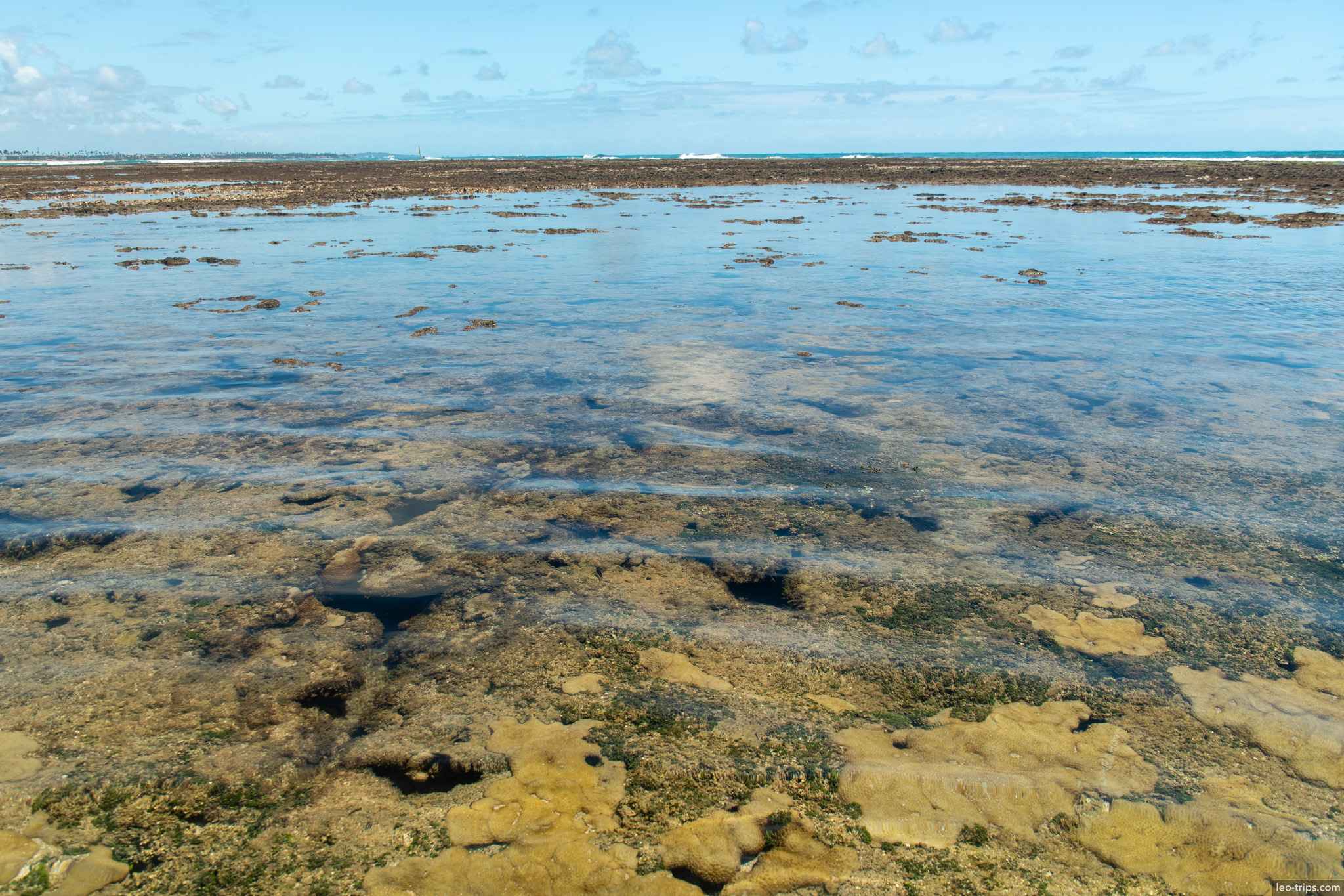coral reef flat at low tide porto de galinhas