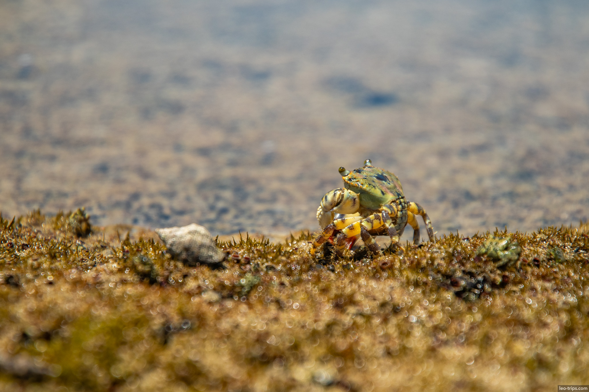 crab on algae covered reef rock porto de galinhas