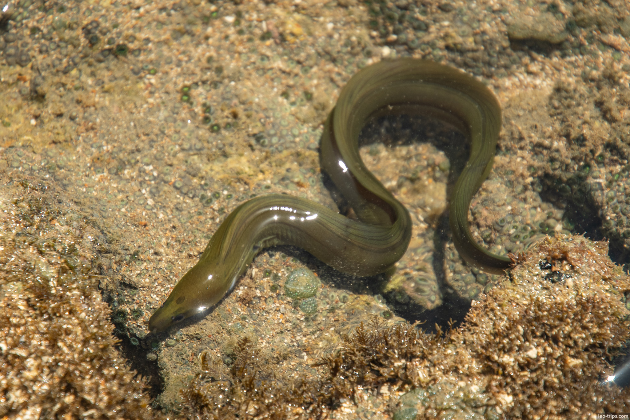 eel in shallow reef tide pool porto de galinhas