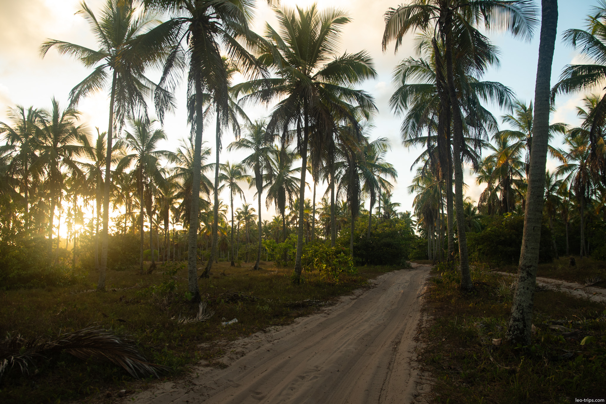 sandy road through coconut palm grove sunset porto de galinhas
