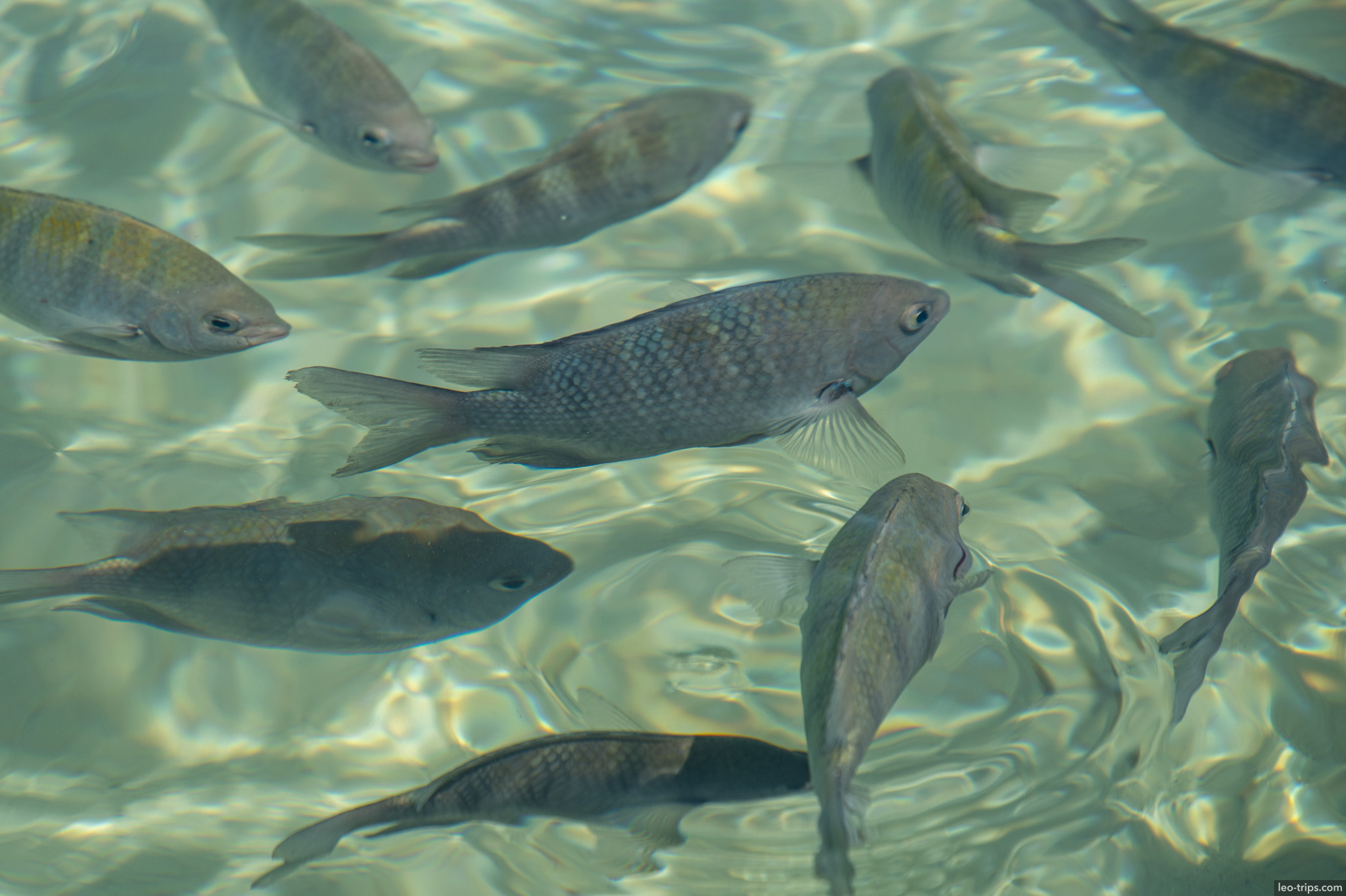 school of fish in natural pool porto de galinhas