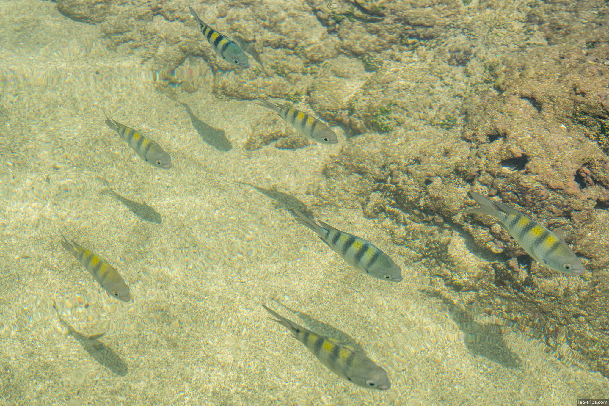 sergeant major fish school over sandy bottom porto de galinhas