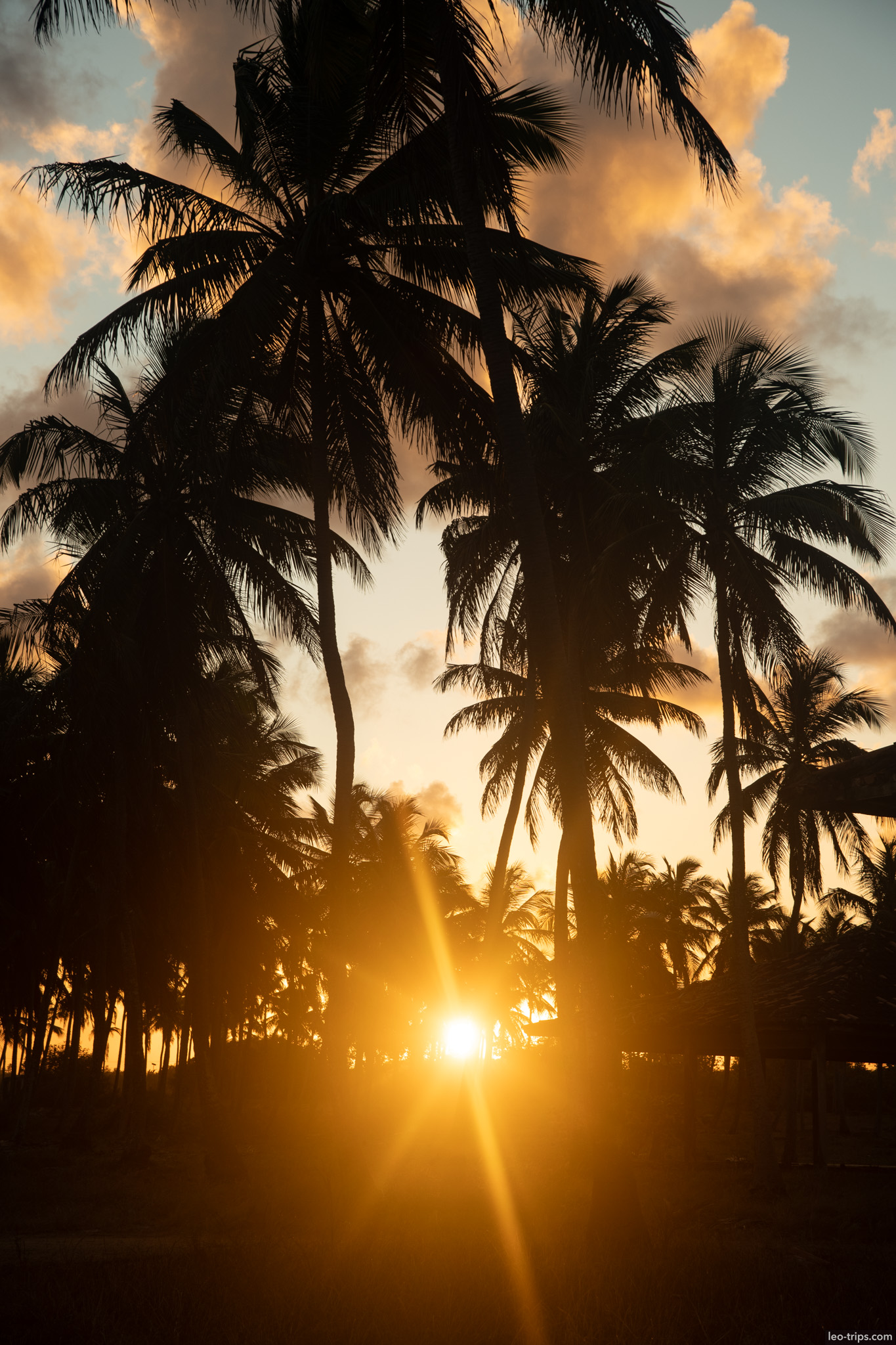 sunburst between coconut palms at sunset porto de galinhas