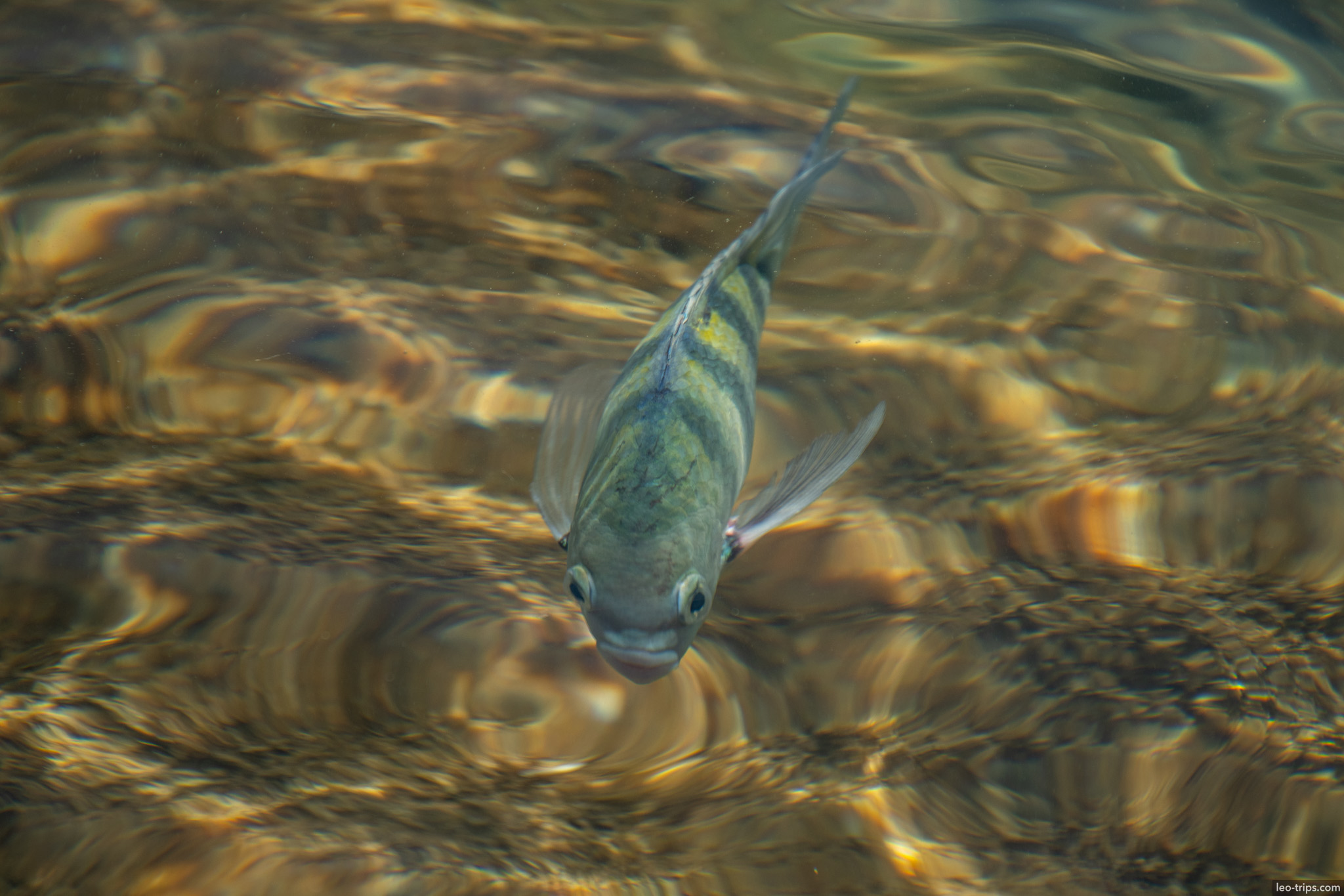 tropical fish in clear shallow water porto de galinhas