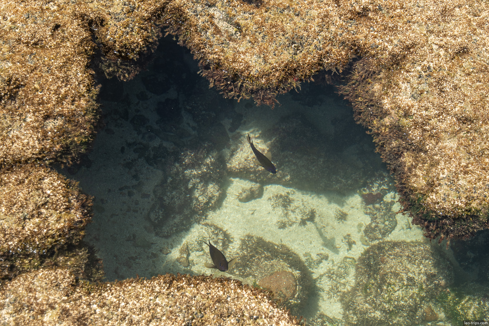two fish in natural reef tide pool porto de galinhas
