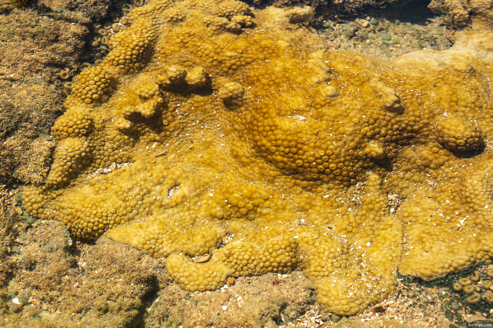 yellow coral colony in shallow clear water porto de galinhas