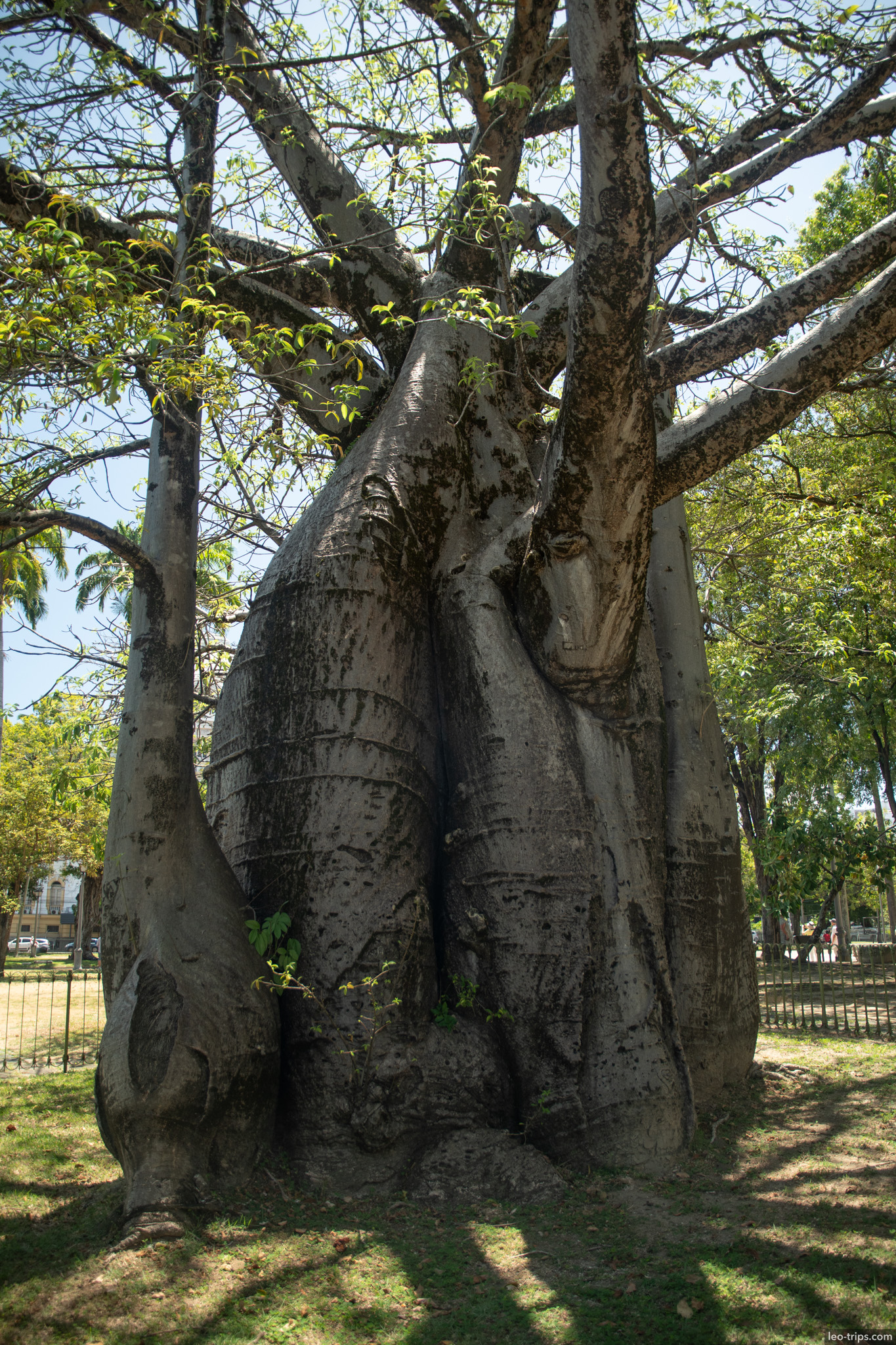 giant baobab tree recife park recife