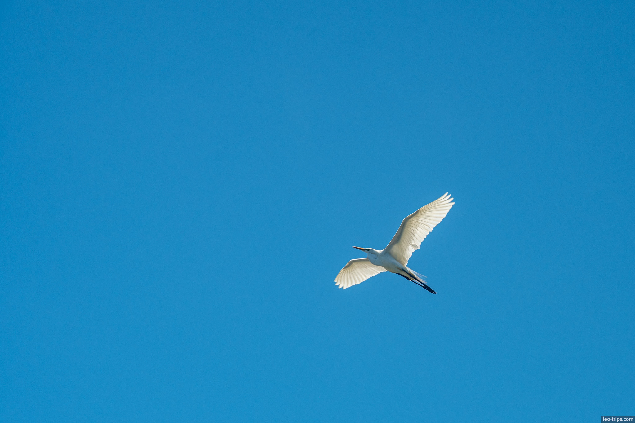 great egret flying blue sky recife recife