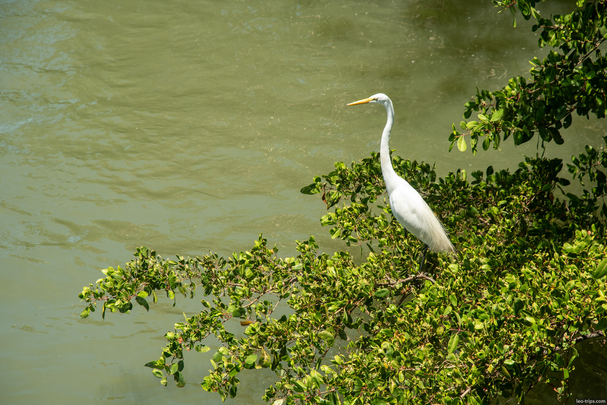 great egret mangrove capibaribe river recife