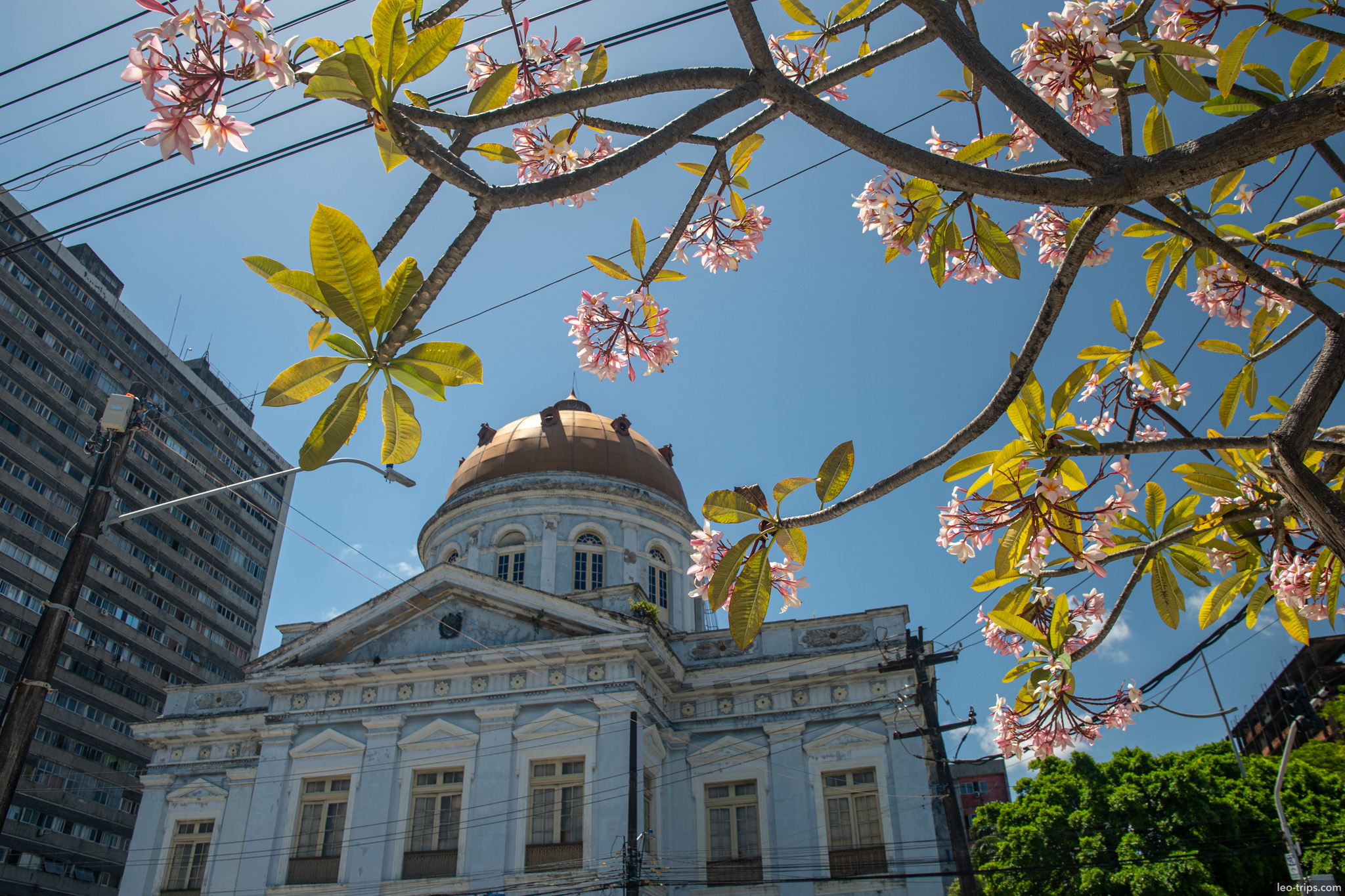 palacio da justica golden dome blooming tree recife recife