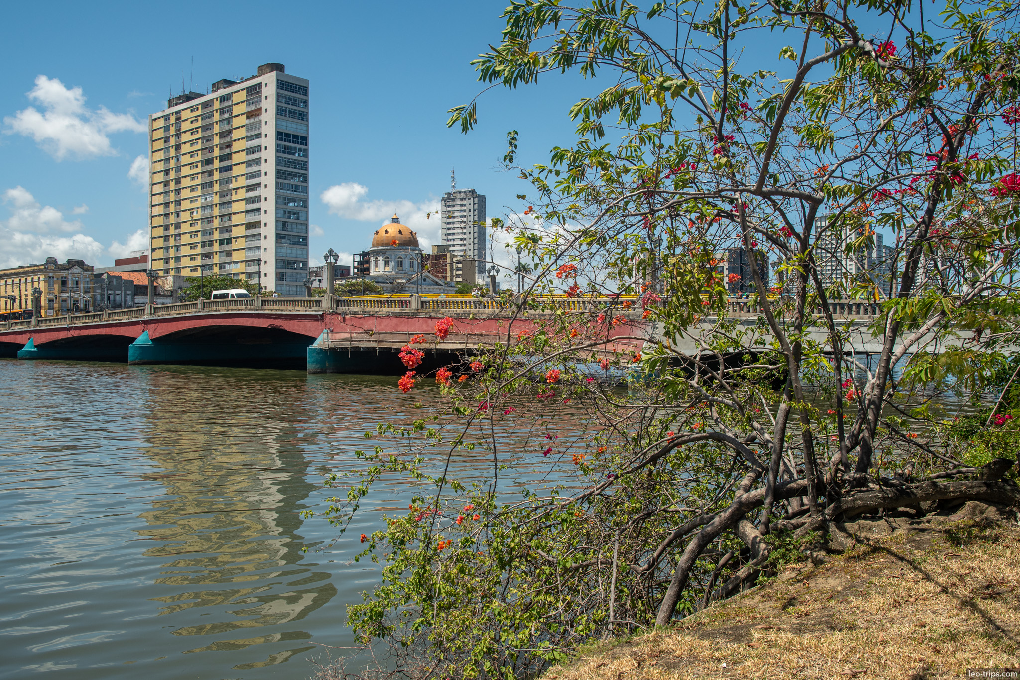 ponte duarte coelho red bridge flowering tree riverbank recife