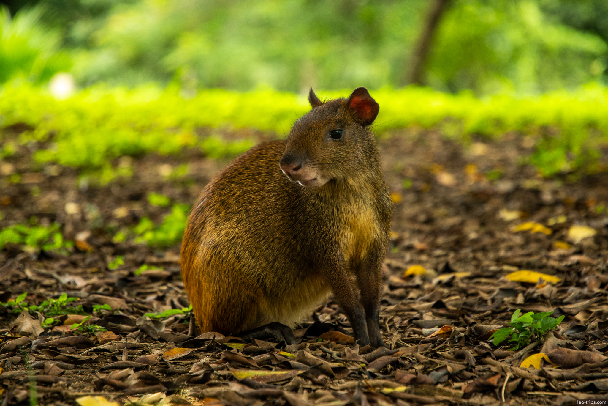 agouti cutia jardim botanico rio rio de janeiro
