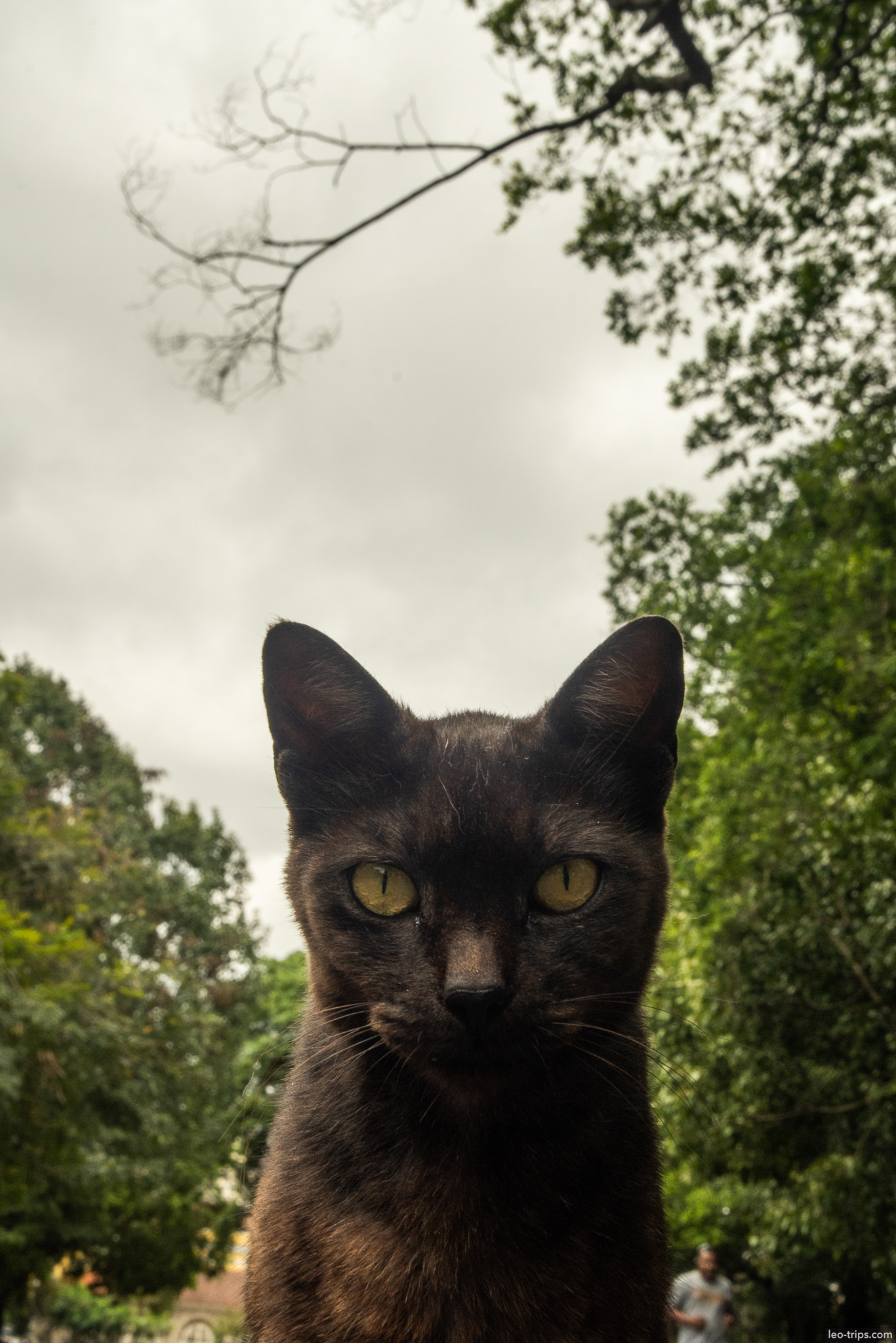 black stray cat jardim botanico rio rio de janeiro